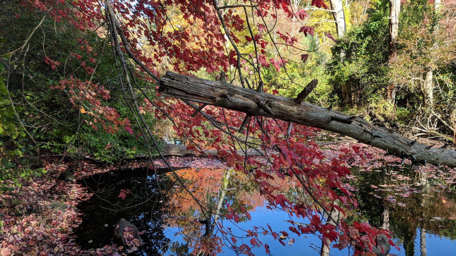 Google Pixel sample photo. Autumn, pond, reflection photography