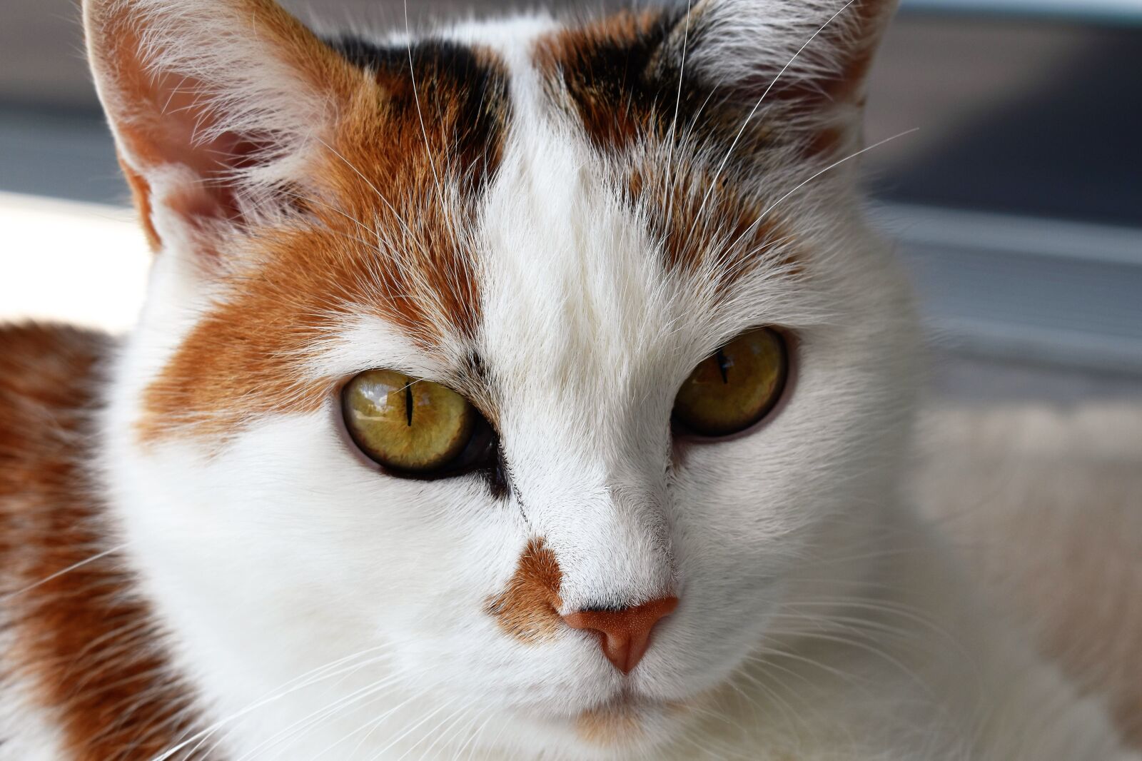 Nikon D5500 sample photo. Cat, close up, animal photography