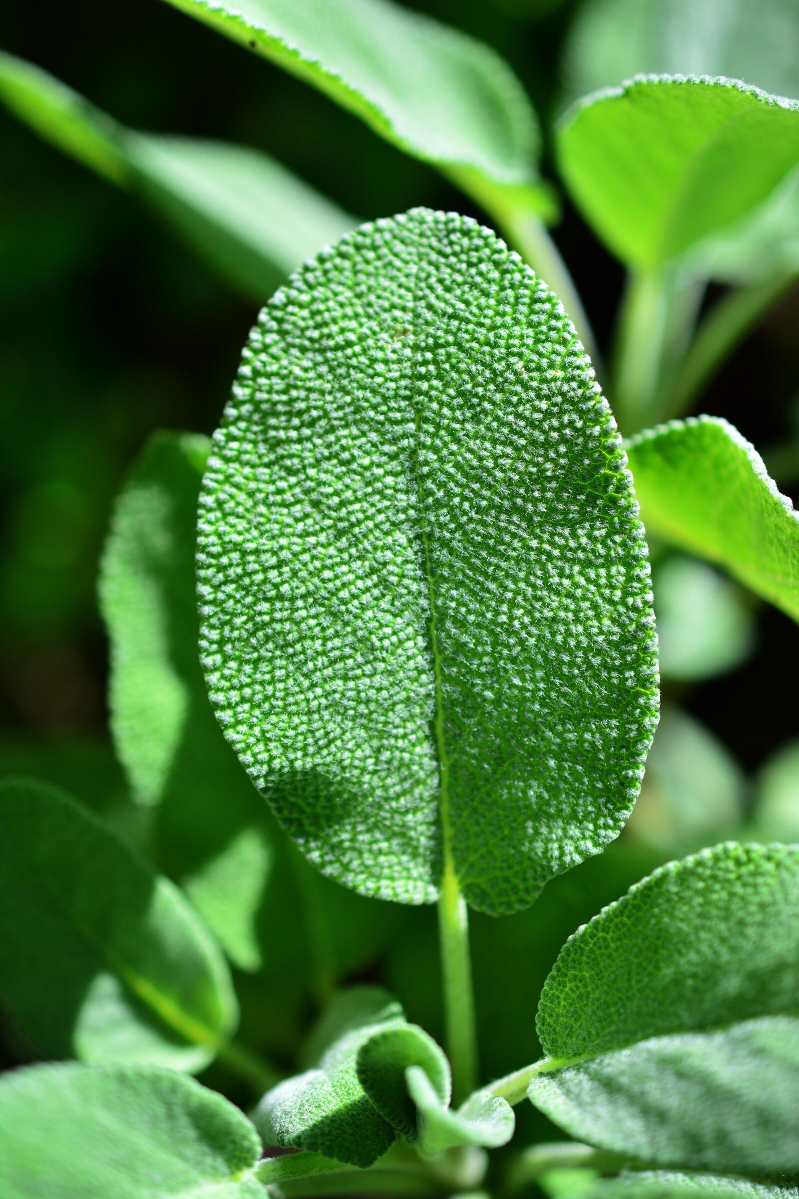 Nikon D5200 sample photo. Sage, herbs, culinary herbs photography