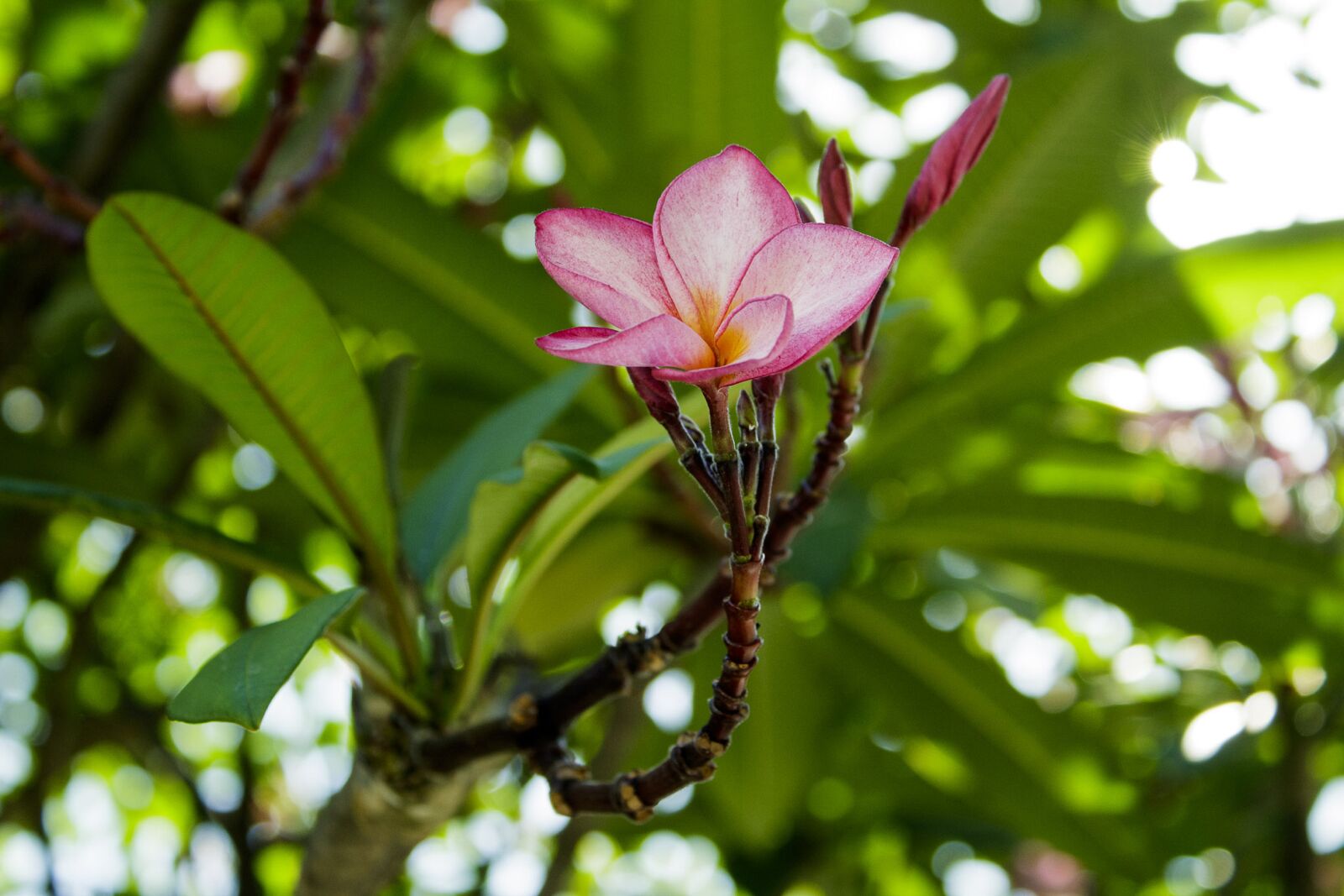 Canon EOS 1300D (EOS Rebel T6 / EOS Kiss X80) sample photo. Nature, porcelain, flower photography