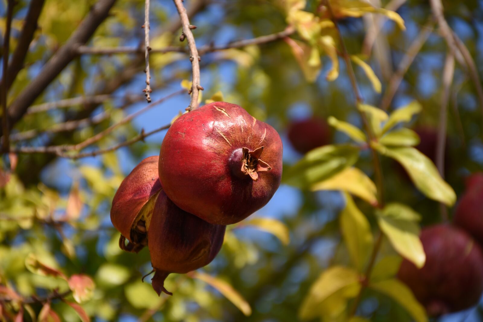 Nikon D7200 sample photo. Pomegranate, cyprus, fruit photography