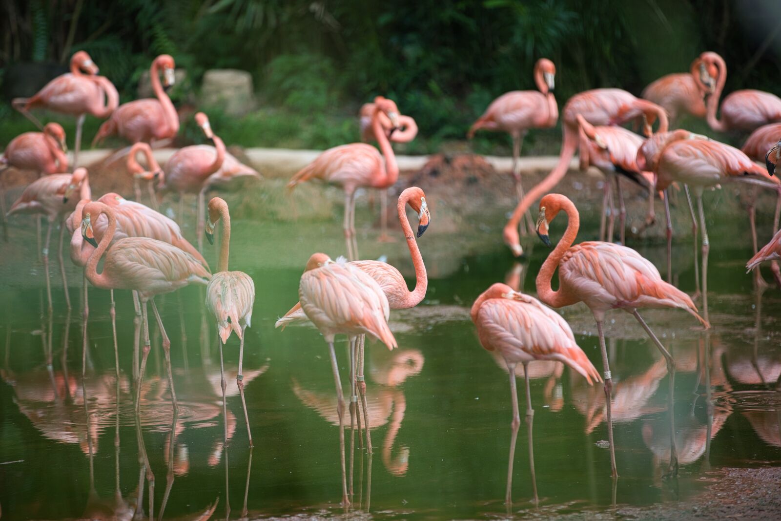 Canon EF 70-200mm F2.8L IS II USM sample photo. Bird, flamingo, water photography