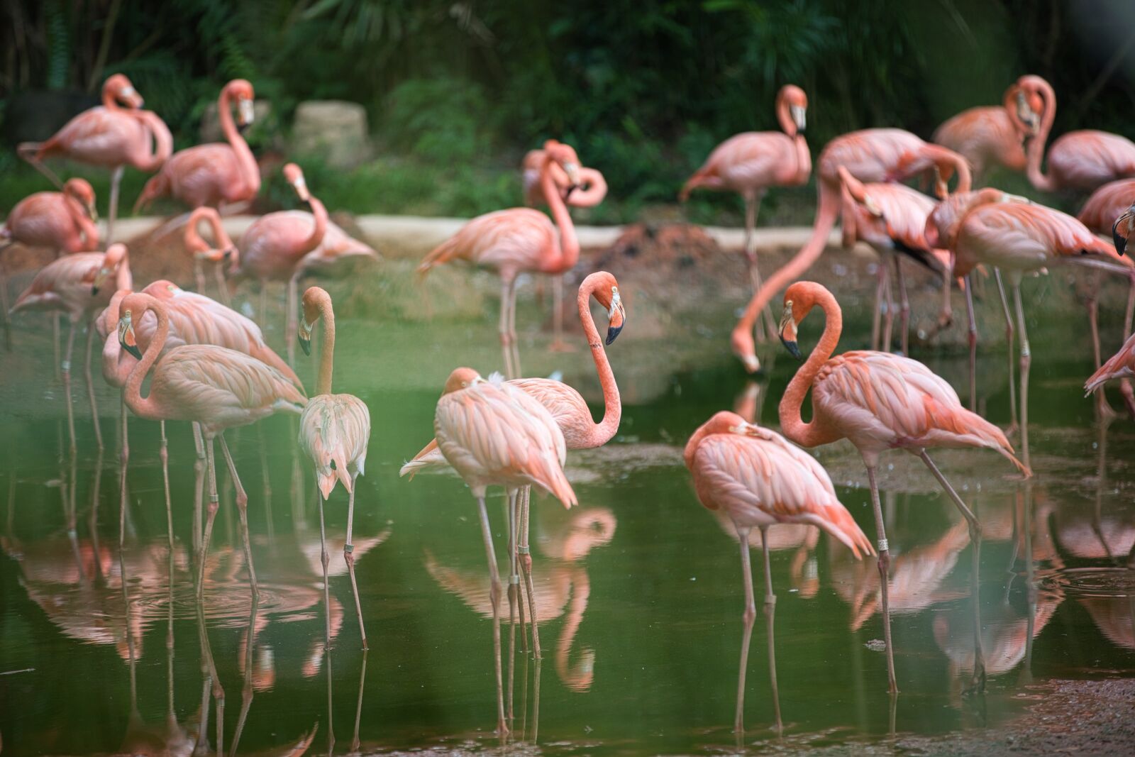 Canon EOS 5D Mark IV + Canon EF 70-200mm F2.8L IS II USM sample photo. Bird, flamingo, water photography