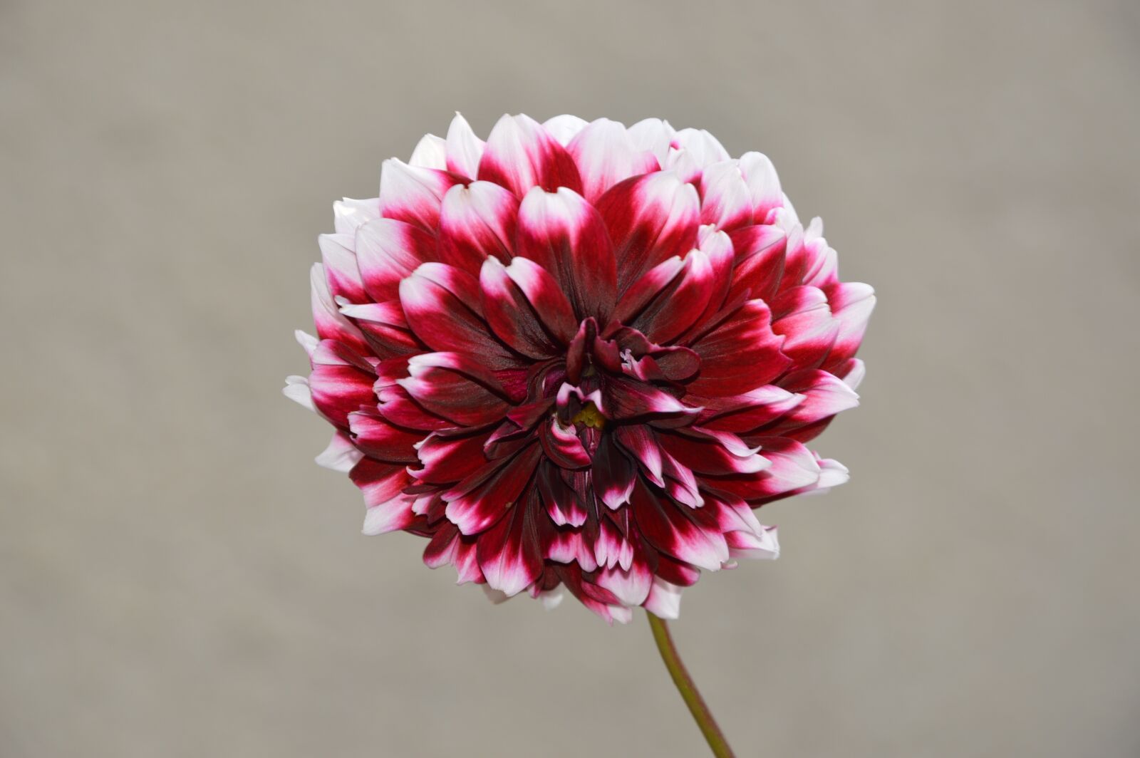 Nikon D3200 sample photo. Flower, red flower, plant photography