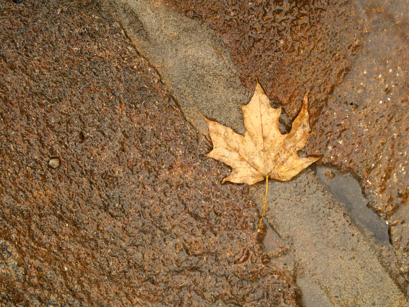Olympus E-500 (EVOLT E-500) sample photo. Autumn, leaf, fall, maple photography