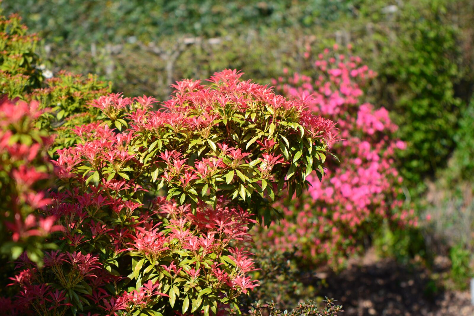 Nikon D7100 sample photo. Flowers, garden, nature photography