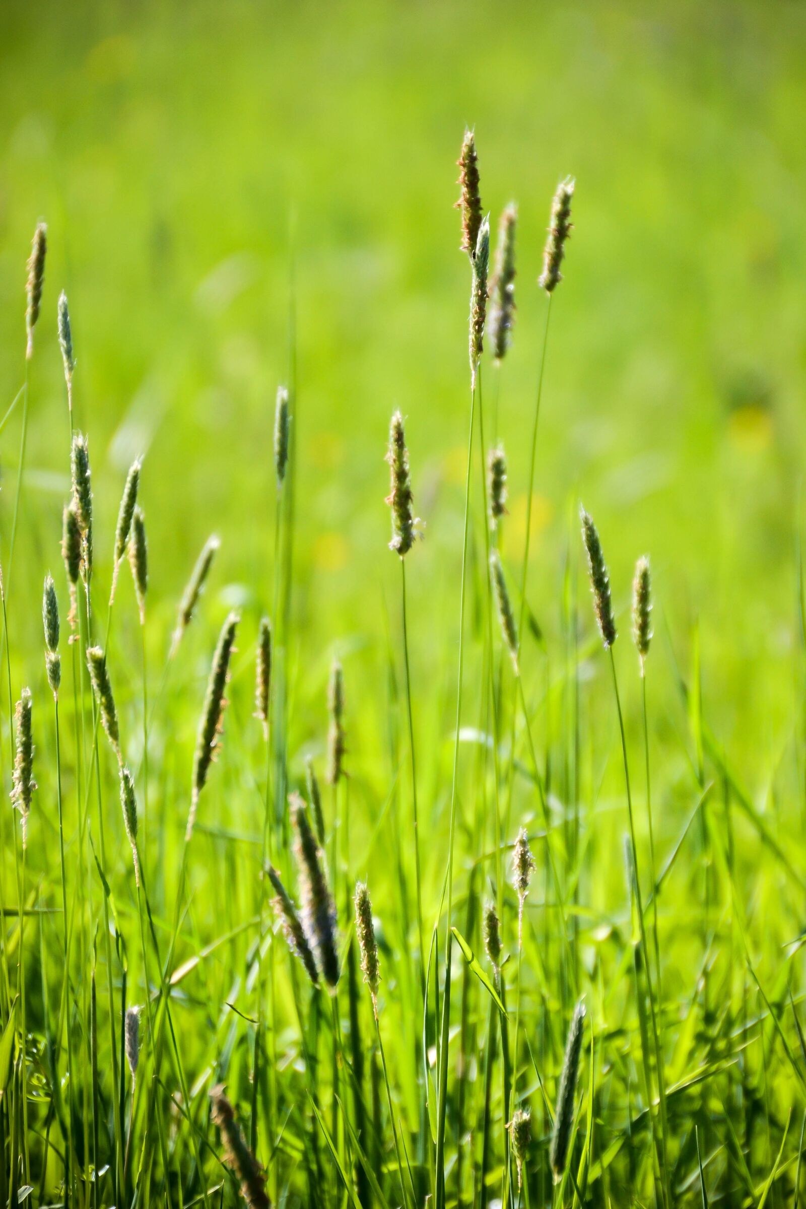 Nikon D3100 sample photo. Green, grass, meadow photography