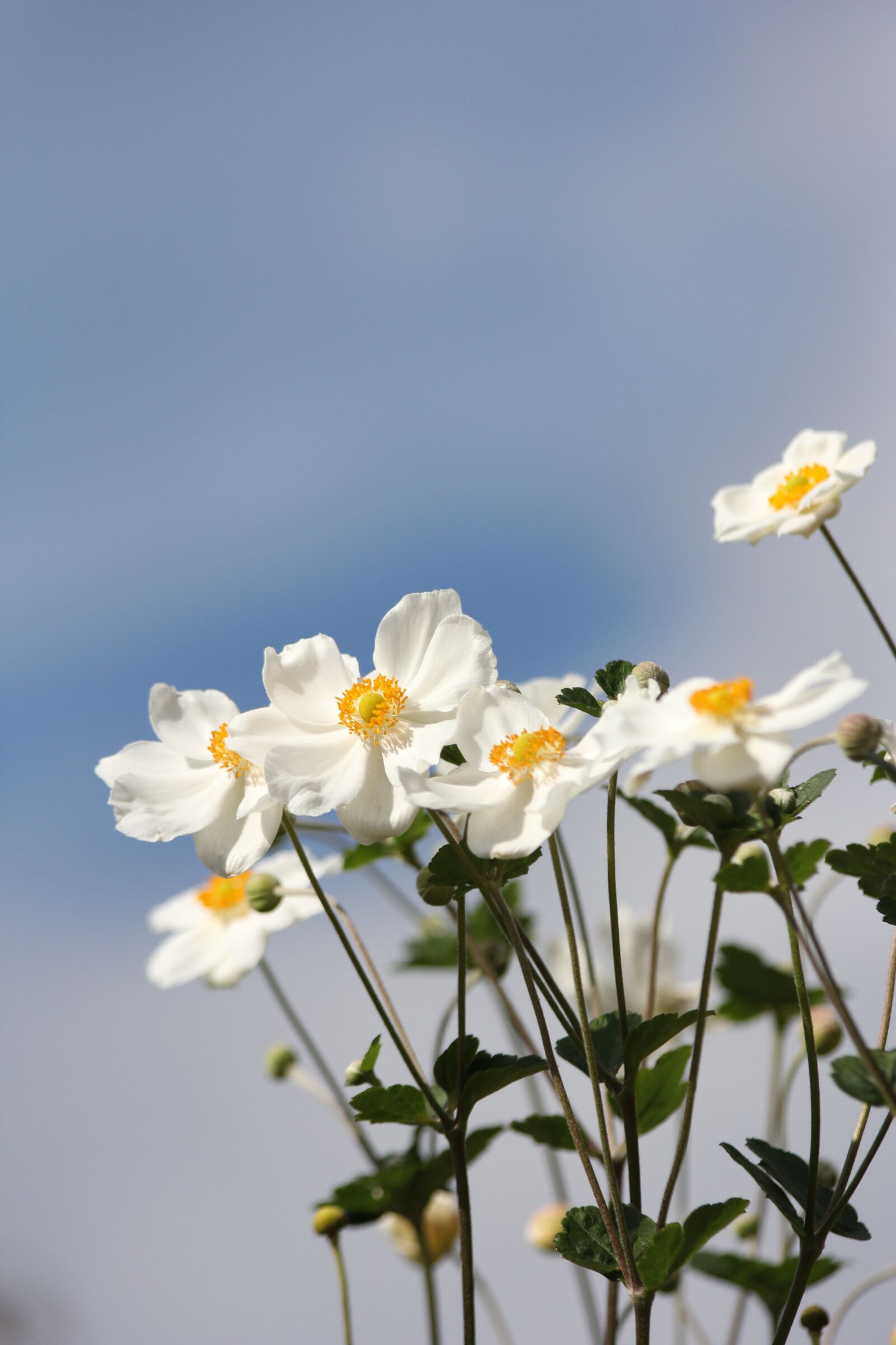 Canon EF 70-300mm F4-5.6 IS USM sample photo. Dahlia, flowers, white photography