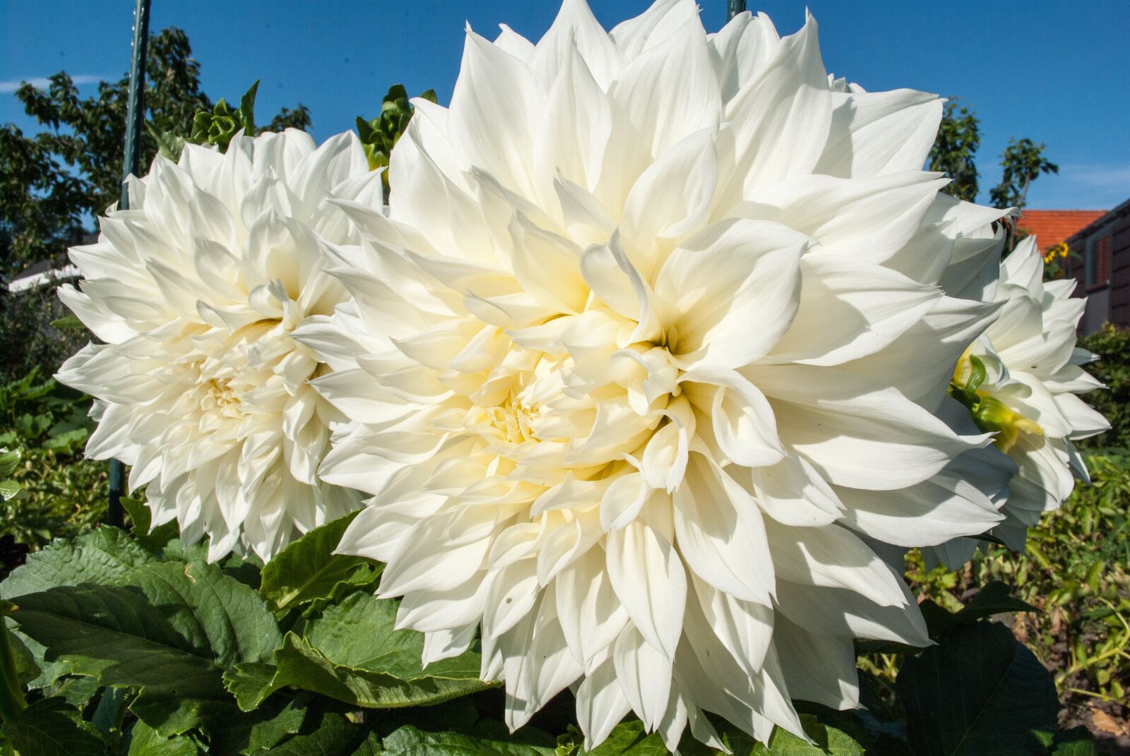 Nikon D3000 sample photo. Dahlia, flower, garden photography