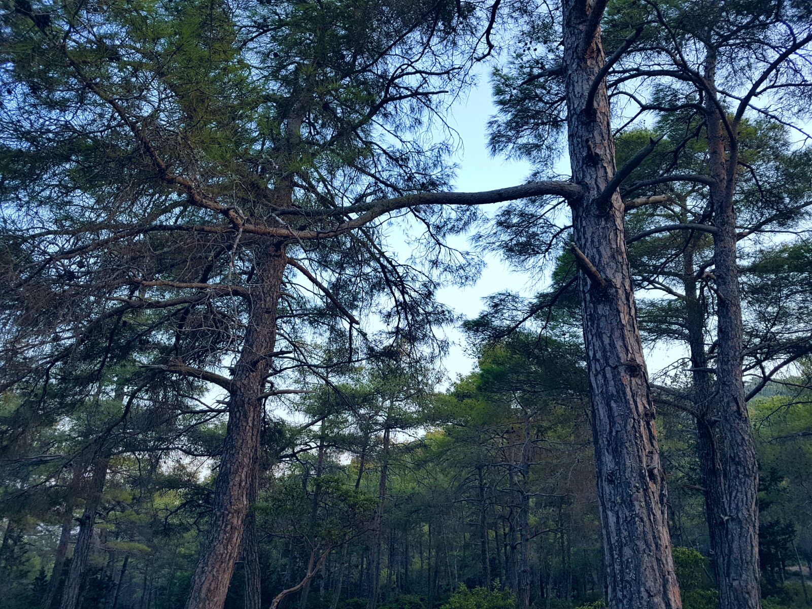 Samsung Galaxy S7 sample photo. Green, trees, at, daytime photography