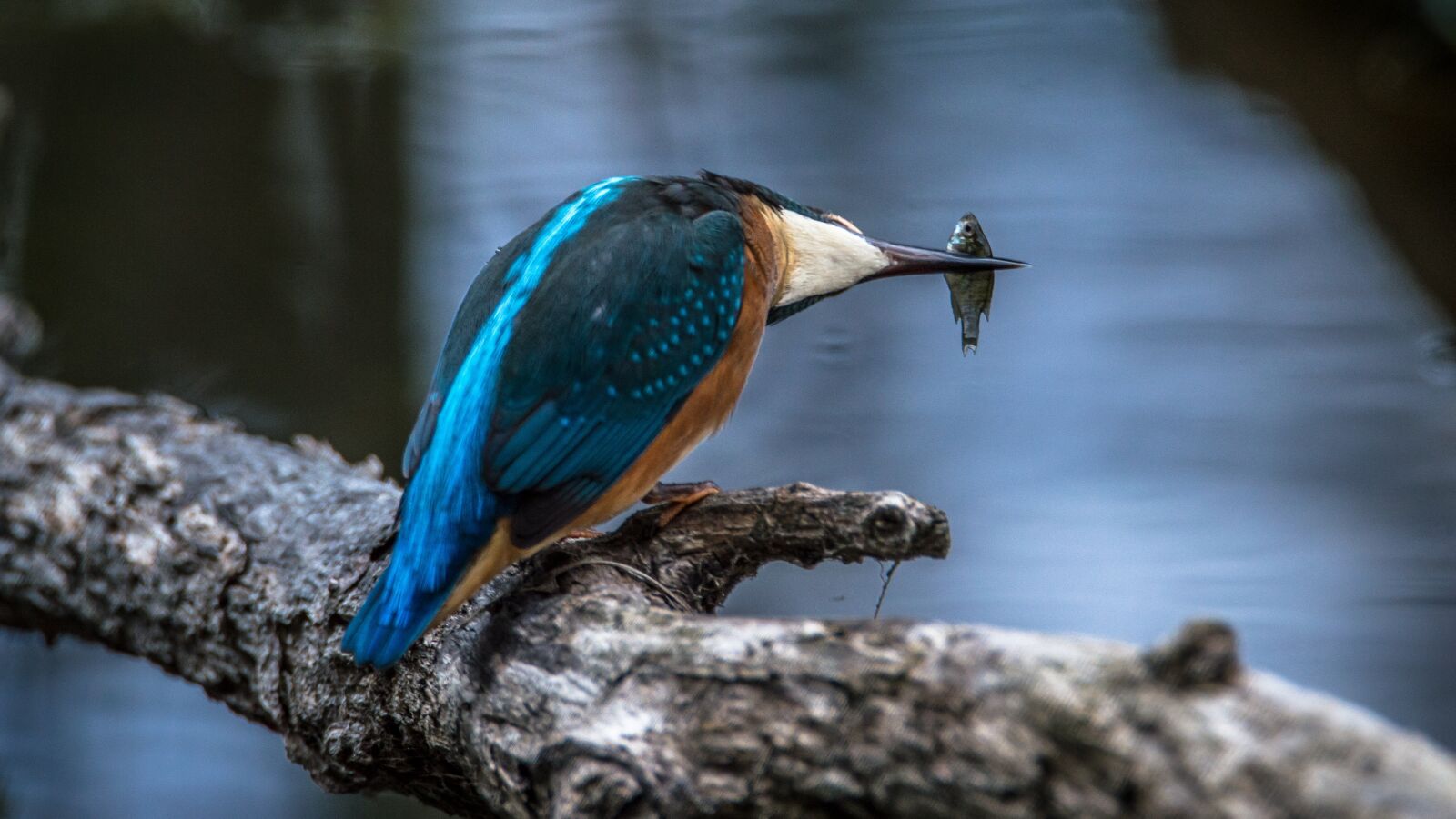 Nikon D3200 sample photo. Kingfisher, bird, common kingfisher photography