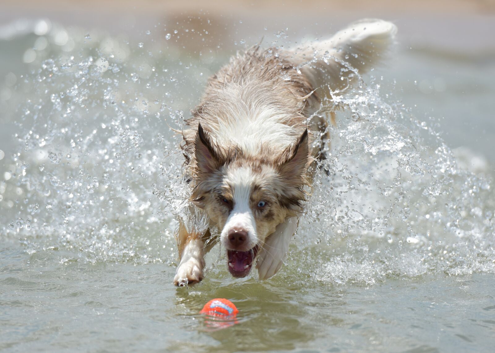 Nikon D810 sample photo. Dog, puppy, pet photography