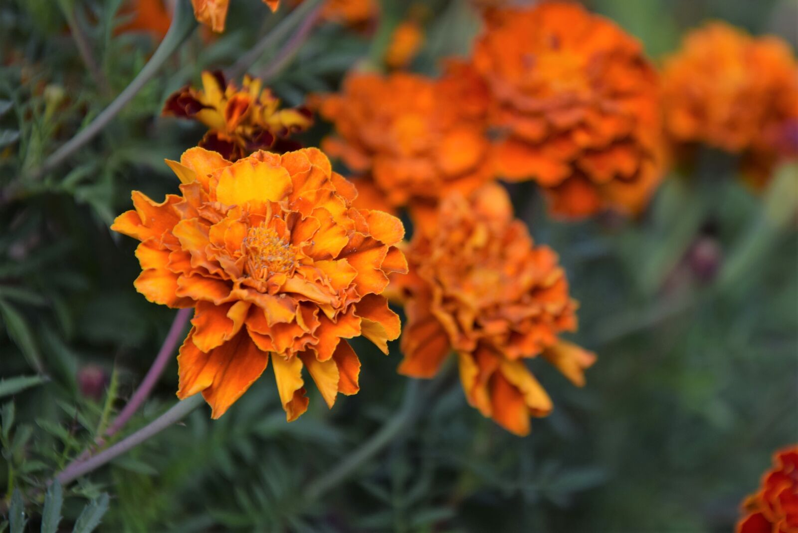 Nikon D5300 sample photo. Flowers, marigold, garden photography