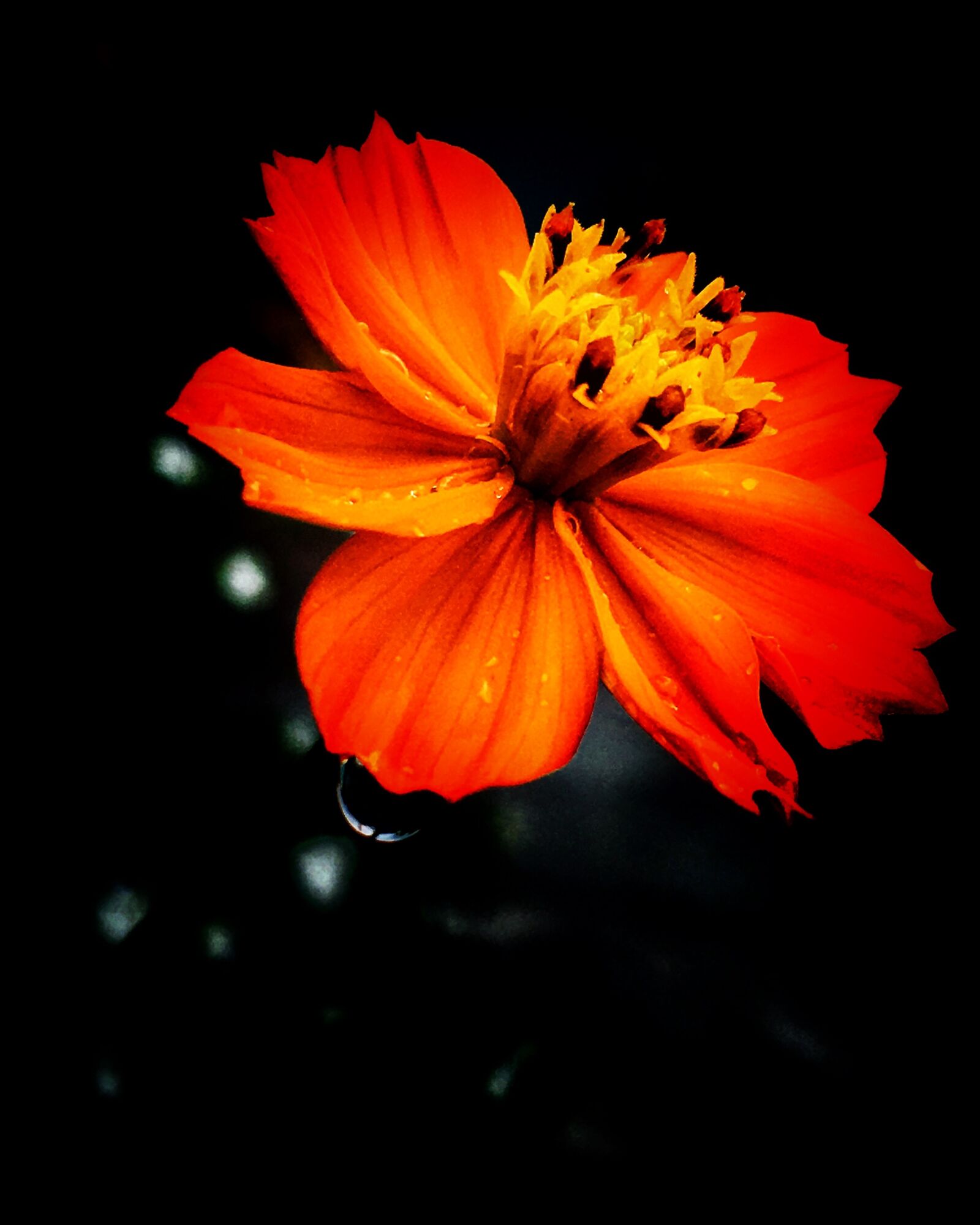Apple iPhone8,4 sample photo. Brighter side, iphonography, flower photography
