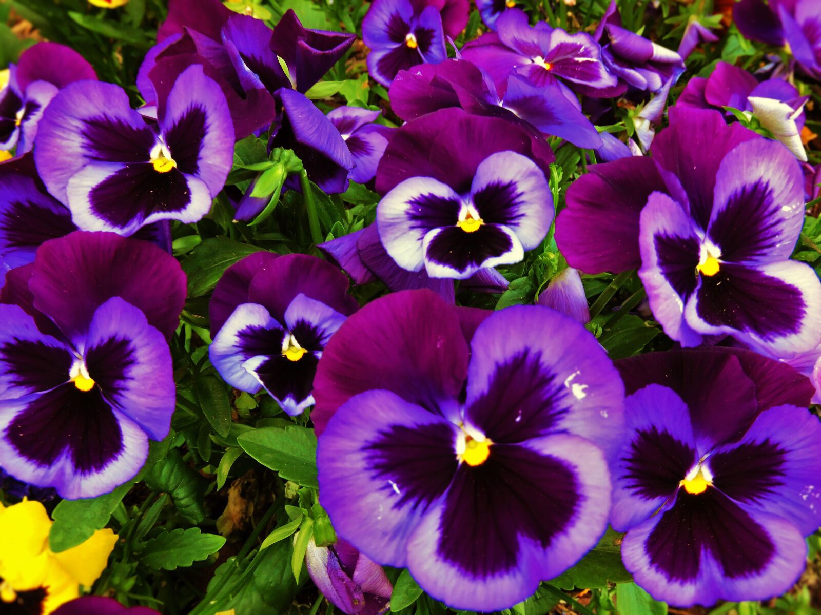 Nikon Coolpix P600 sample photo. Pansies, flowers, spring photography