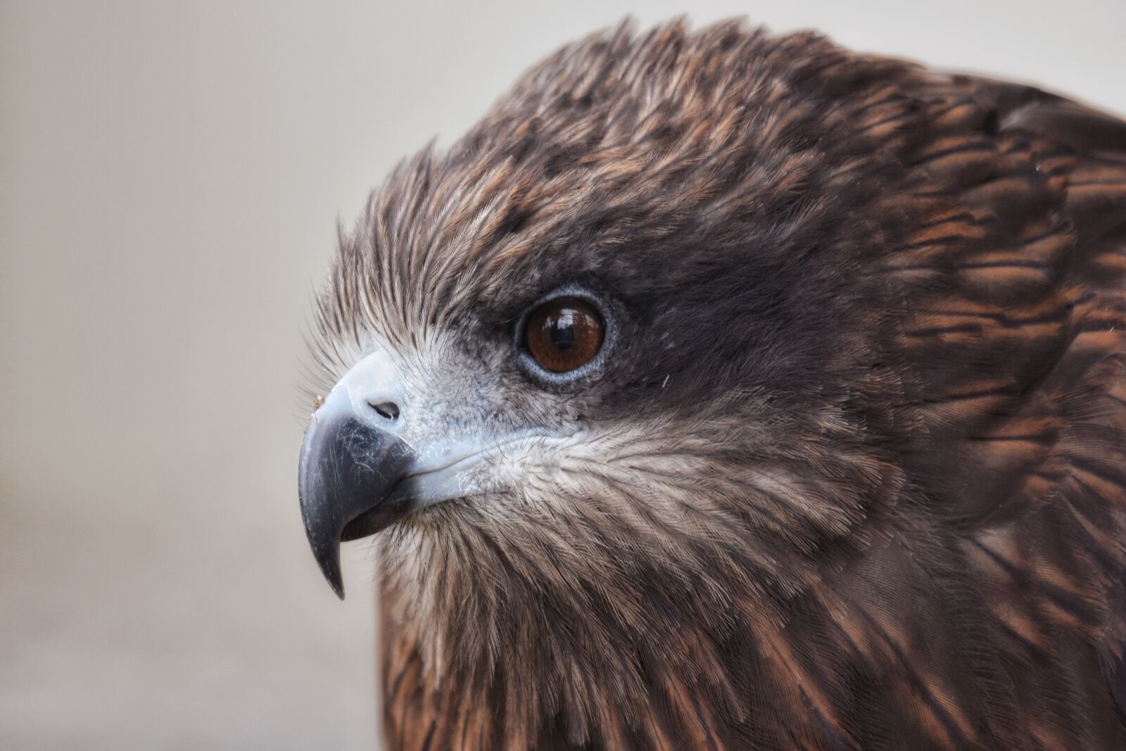 Nikon D7200 sample photo. Animal, bird, wild birds photography