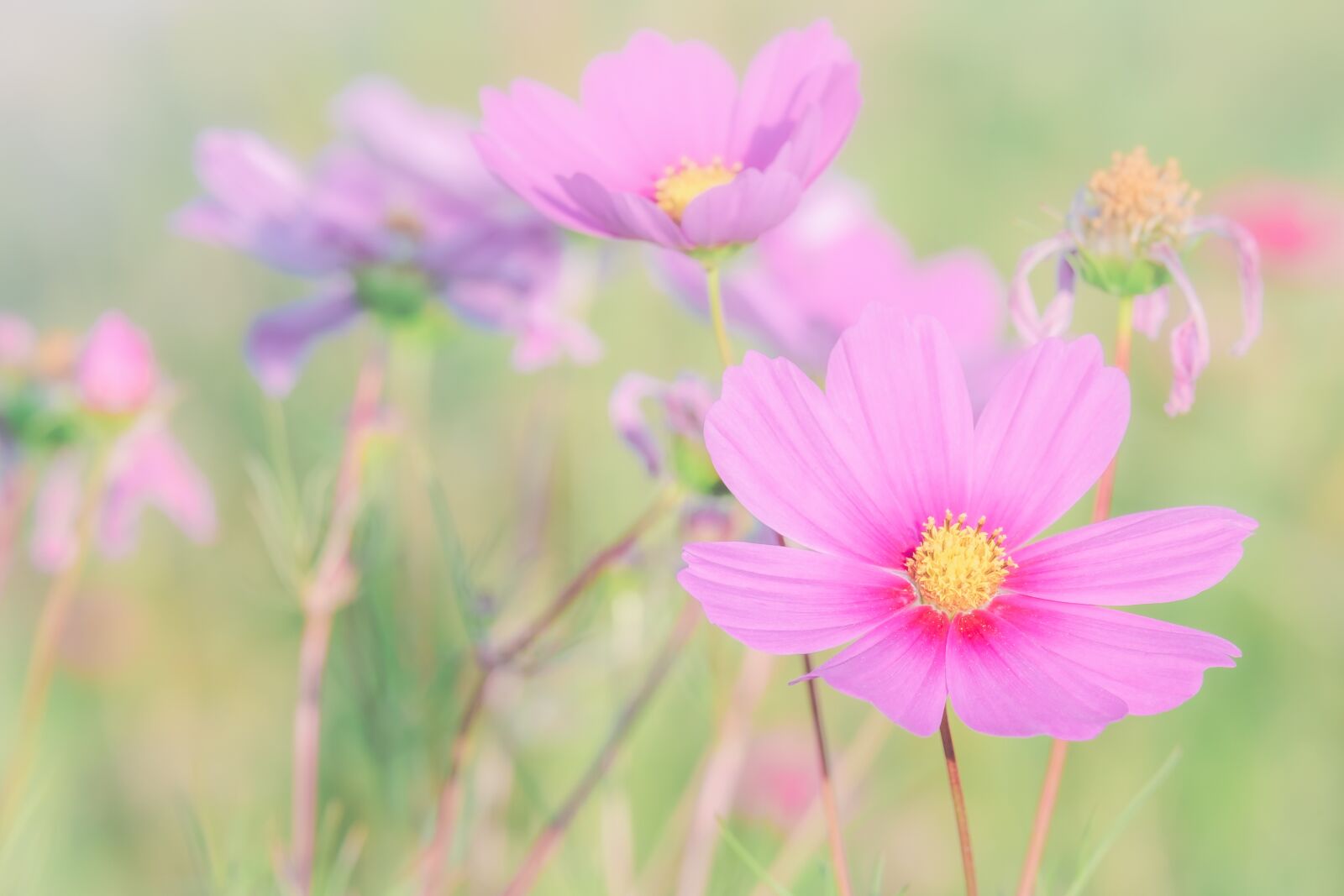 Fujifilm XF 55-200mm F3.5-4.8 R LM OIS sample photo. Cosmea, flower, blossom photography