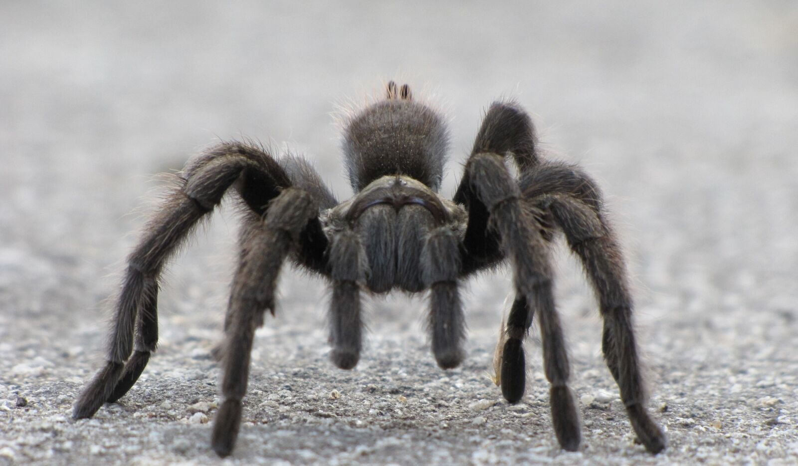 Canon PowerShot SX10 IS sample photo. Tarantula, spider, arachnid photography