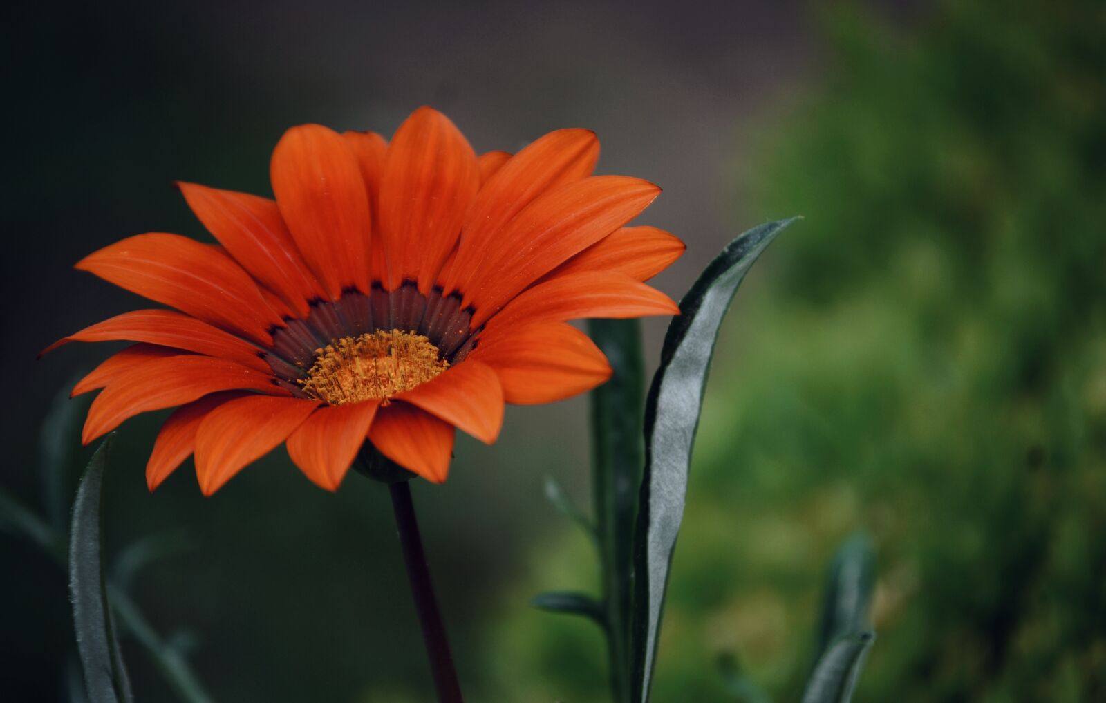 Nikon D3100 sample photo. Beautiful, bloom, blooming, blur photography