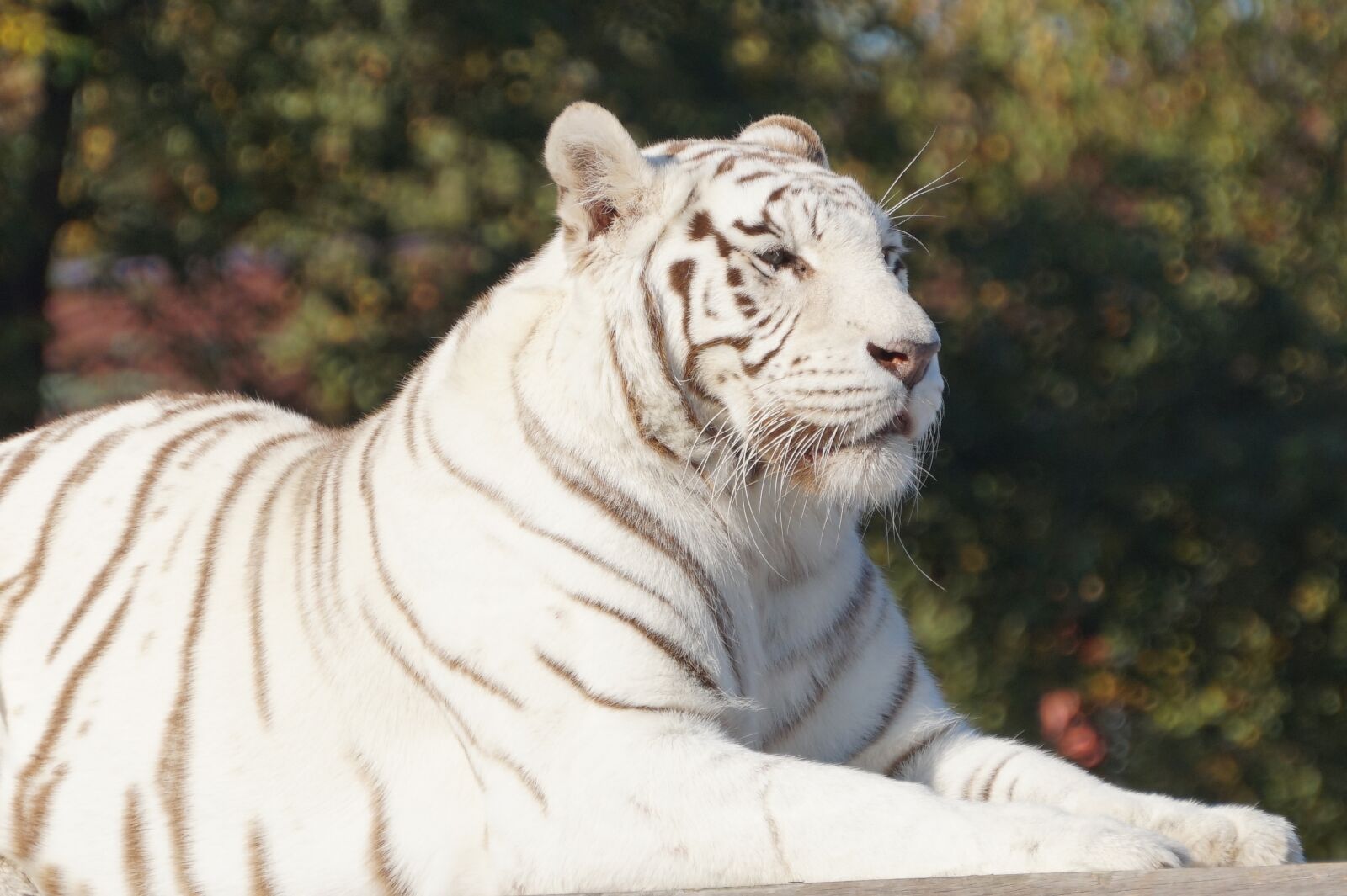 Sony Alpha a5000 (ILCE 5000) + Sony E 55-210mm F4.5-6.3 OSS sample photo. White, tiger, cat photography