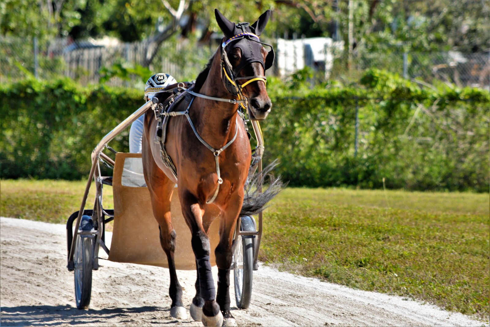 Nikon D7100 sample photo. Horse, harness, racing photography