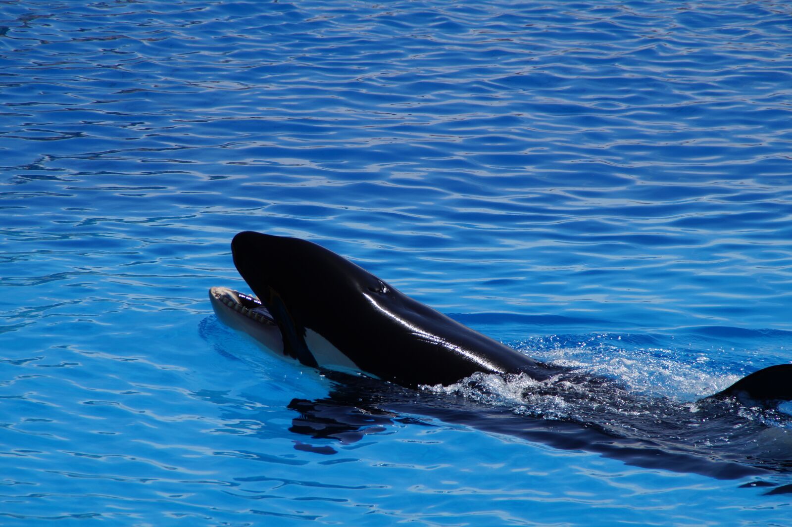 Sony SLT-A58 sample photo. Orca, wal, killer photography