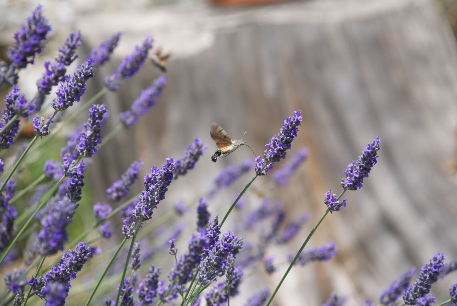 Nikon D80 sample photo. Insect, italy, nature photography