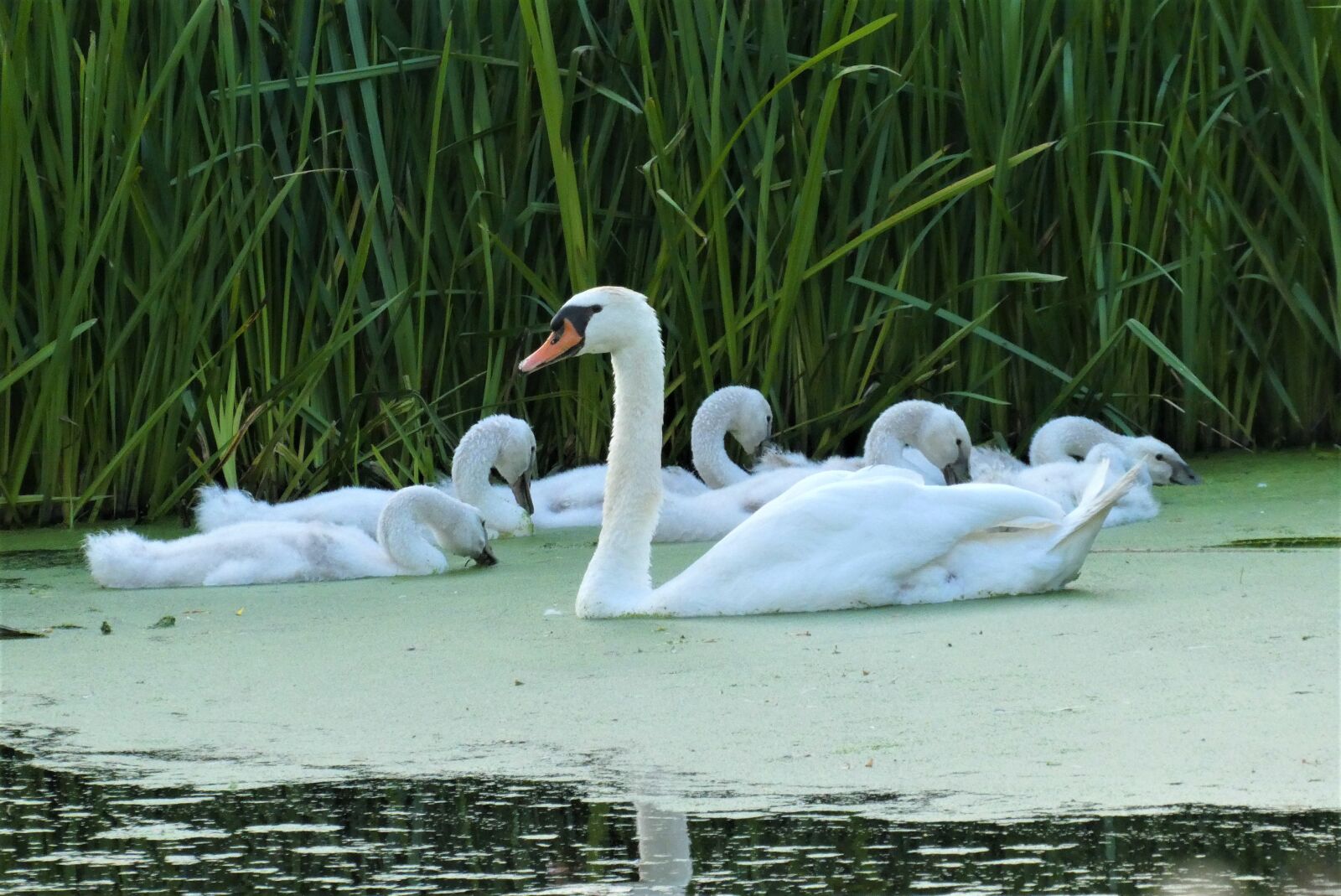 Panasonic Lumix DC-ZS70 (Lumix DC-TZ90) sample photo. Swan with chicks, swan photography