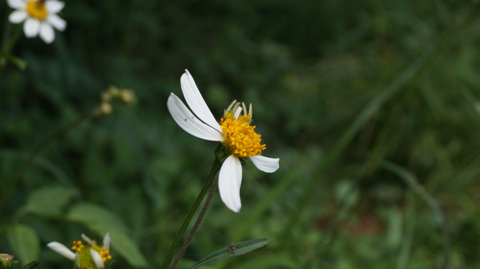 Sony SLT-A37 sample photo. Flower, plant, flora photography