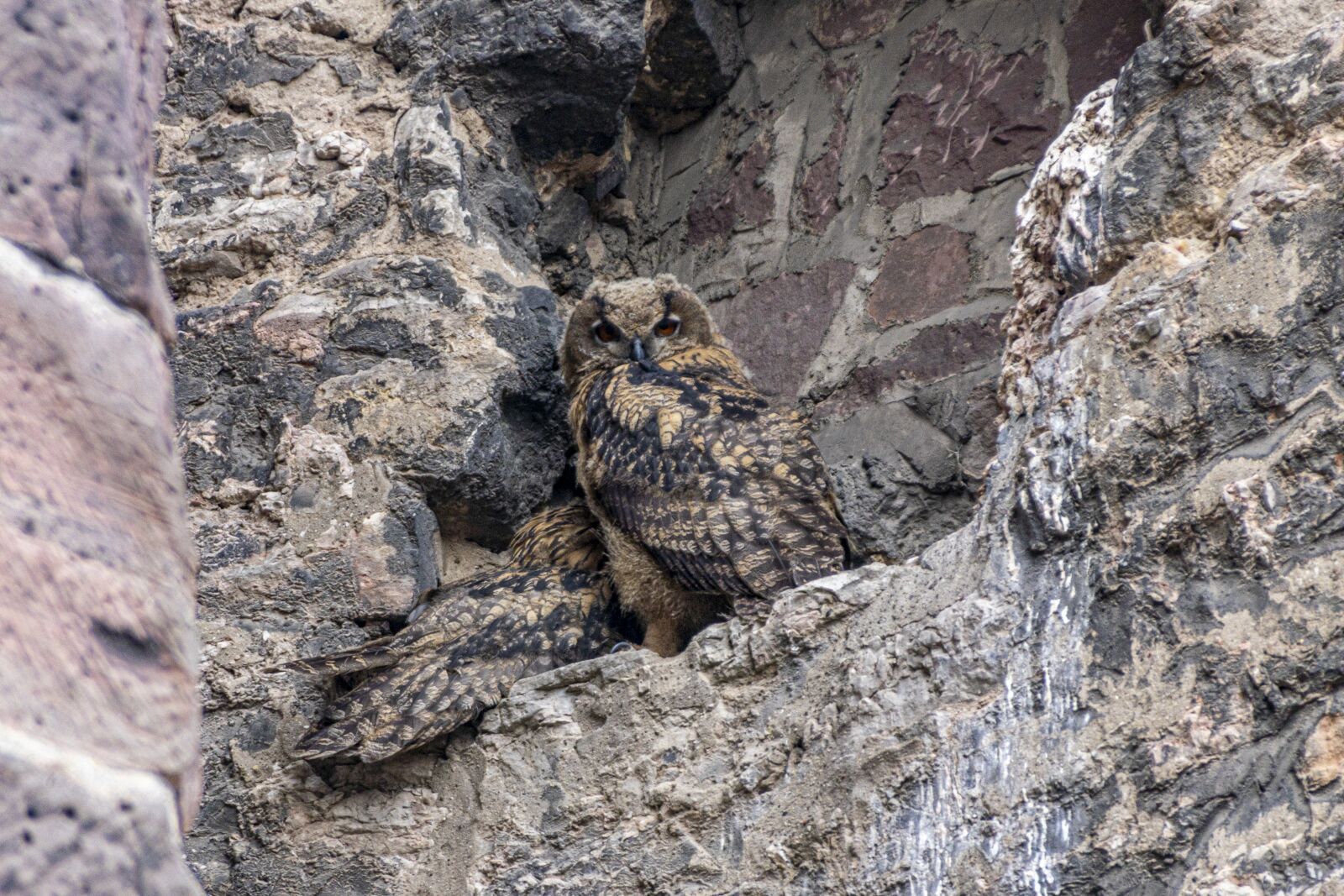 Canon EOS 80D sample photo. Birds, owls, bird of photography
