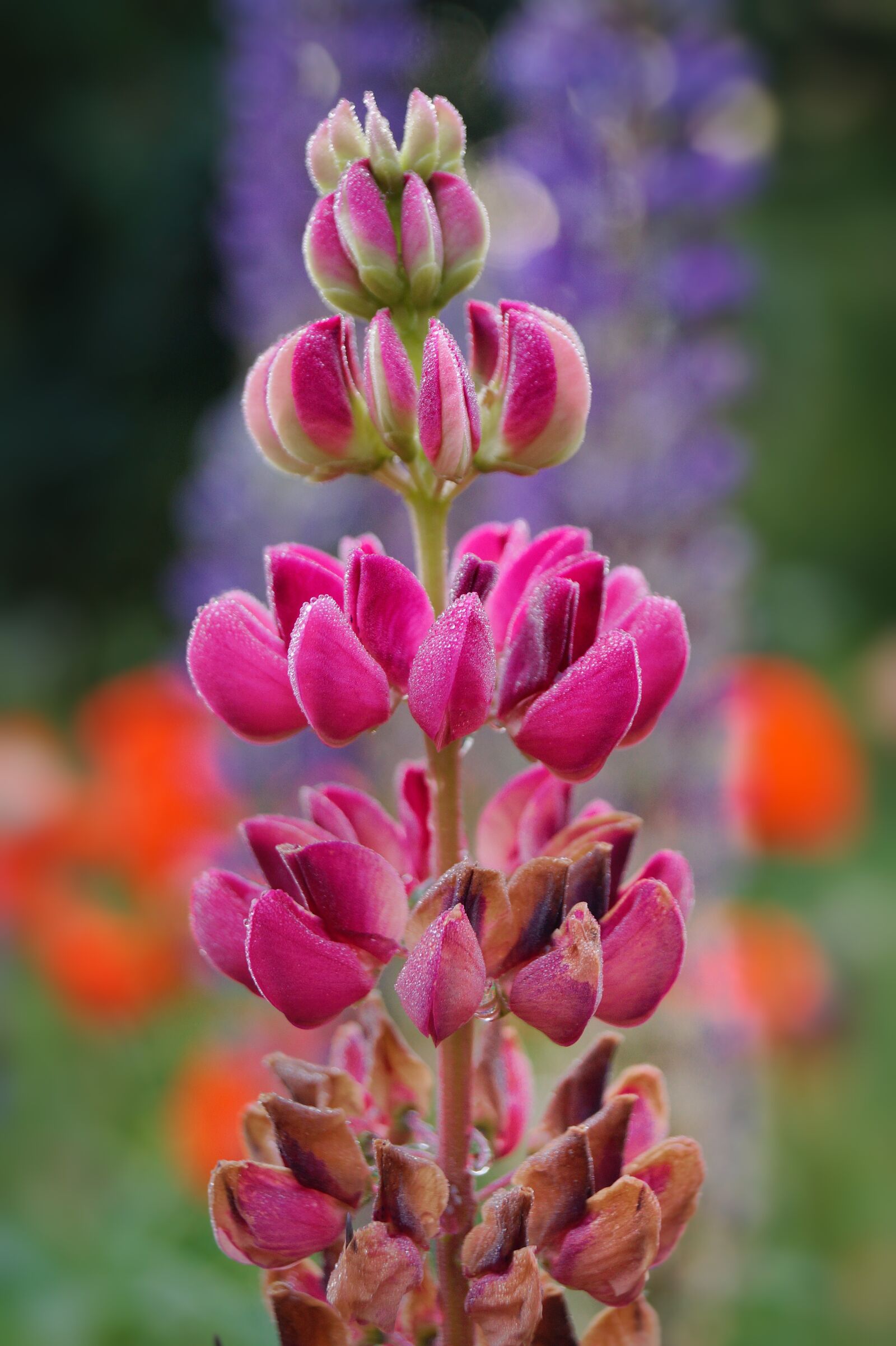 Sony DT 18-55mm F3.5-5.6 SAM II sample photo. Lupins, blossom, bloom photography