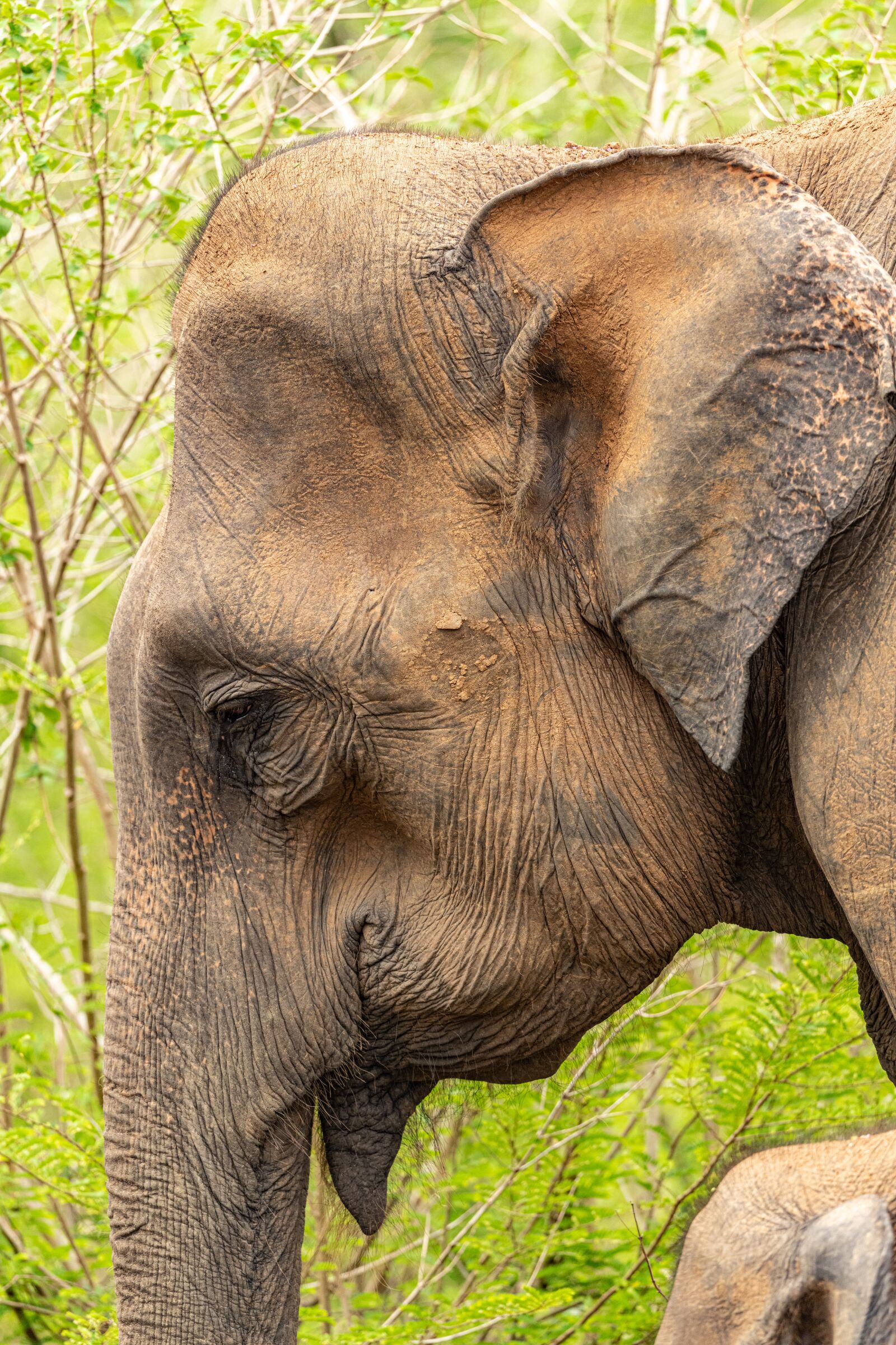 Nikon D850 sample photo. Elephant, portrait, head photography
