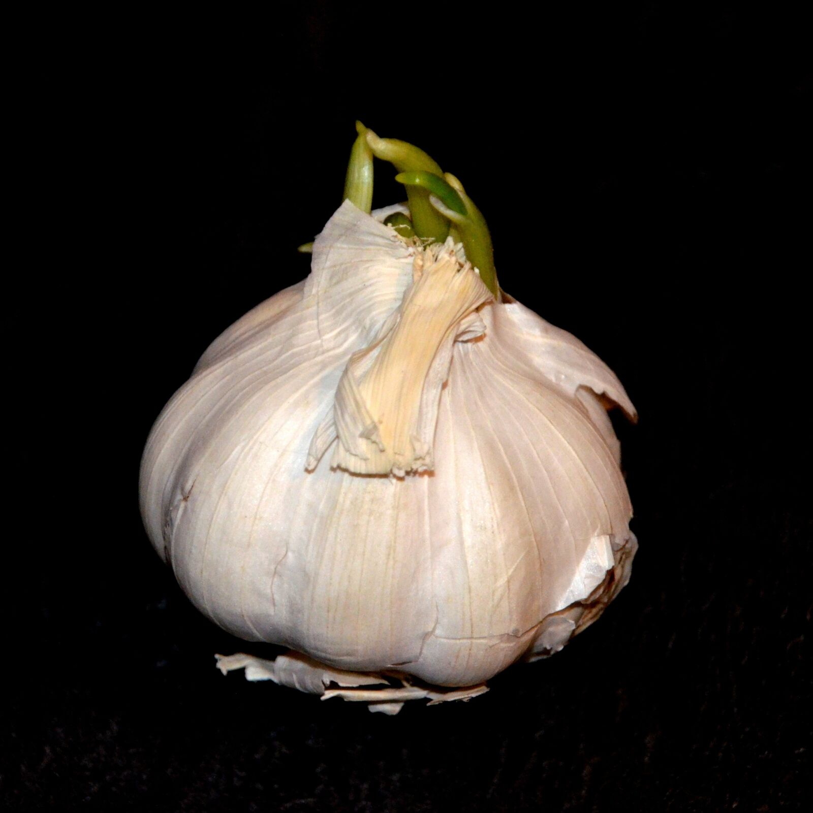 Nikon D5100 sample photo. Vegetables, garlic, clove of photography