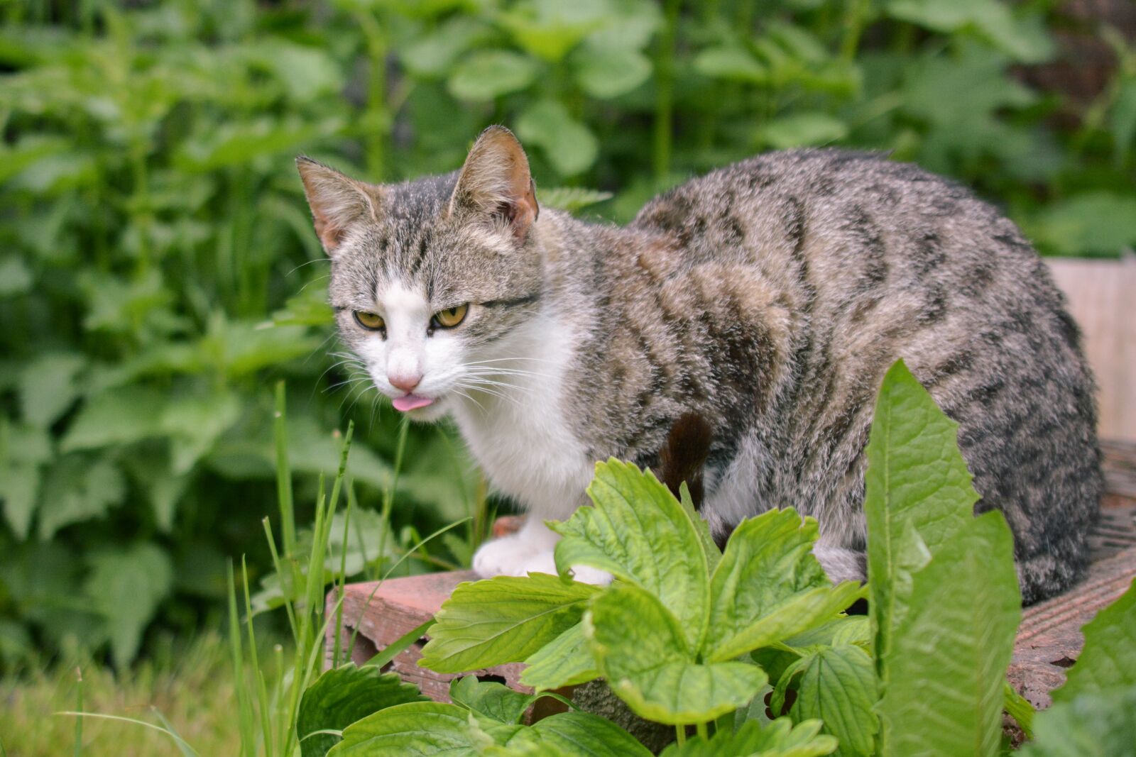 Nikon D5200 sample photo. Cat, curious, lurking photography