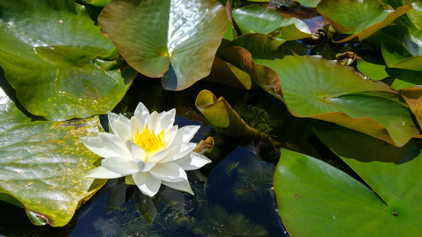 LG G4 sample photo. Lily, water lily, flower photography
