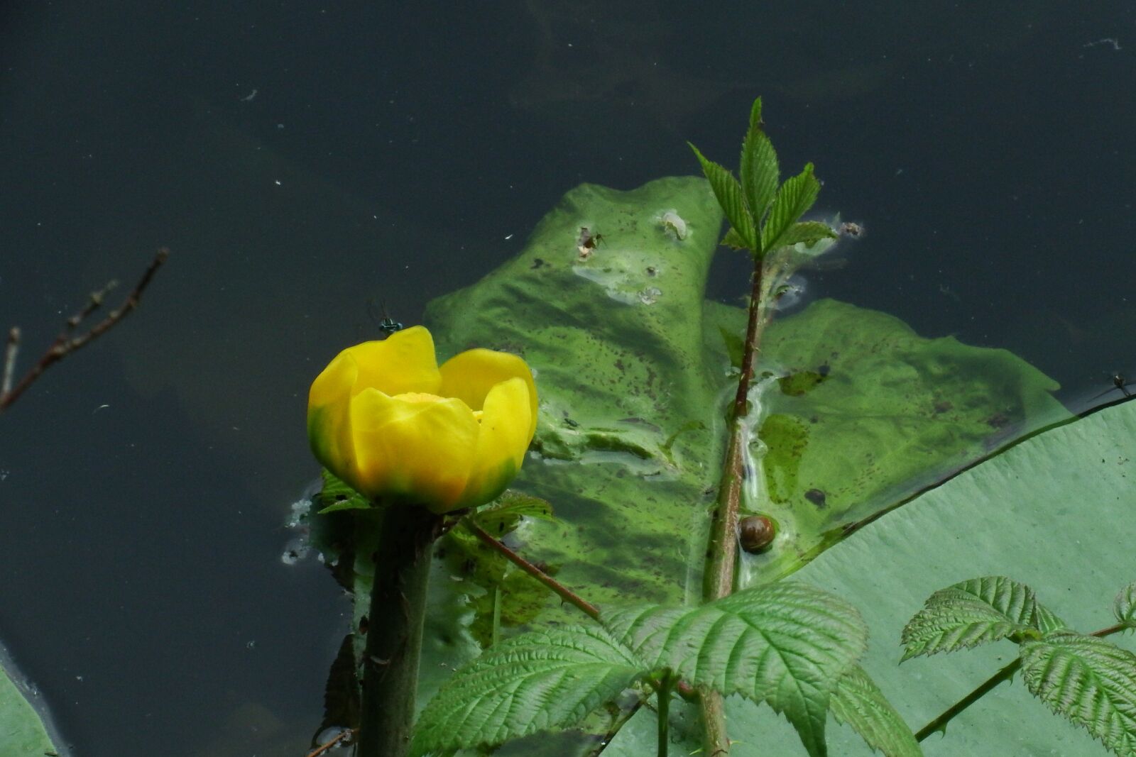 Fujifilm FinePix S1 sample photo. Water lily, nuphar lutea photography