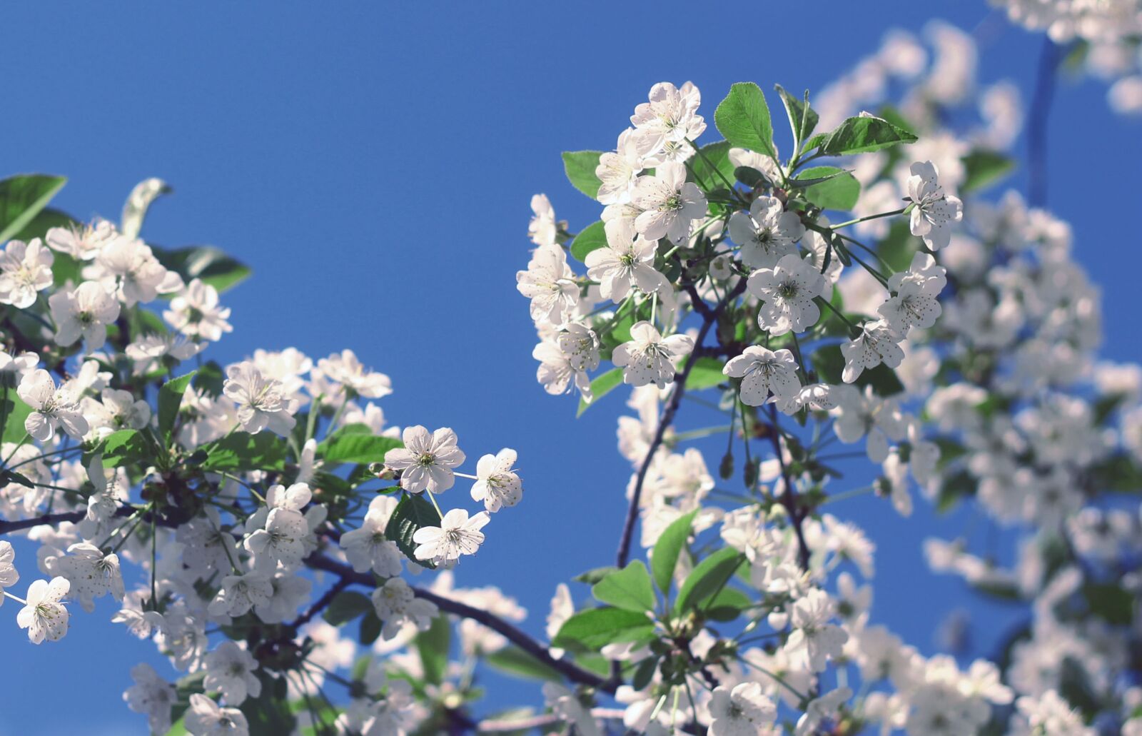 Canon EOS 1100D (EOS Rebel T3 / EOS Kiss X50) + Canon EF 50mm F1.8 II sample photo. Spring, bloom, flowering tree photography