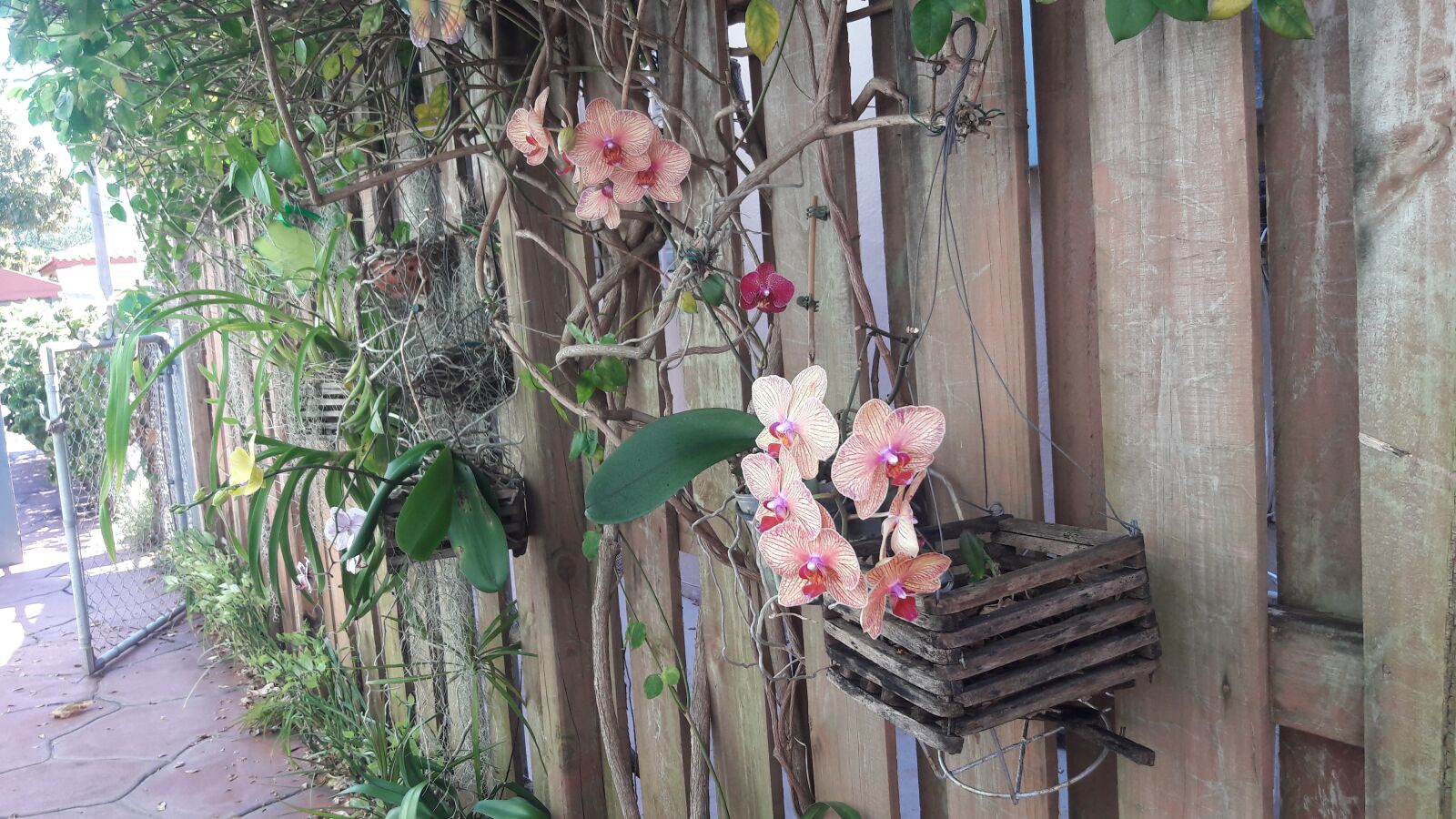 Samsung Galaxy J7 sample photo. Orchids, flower, bloom photography