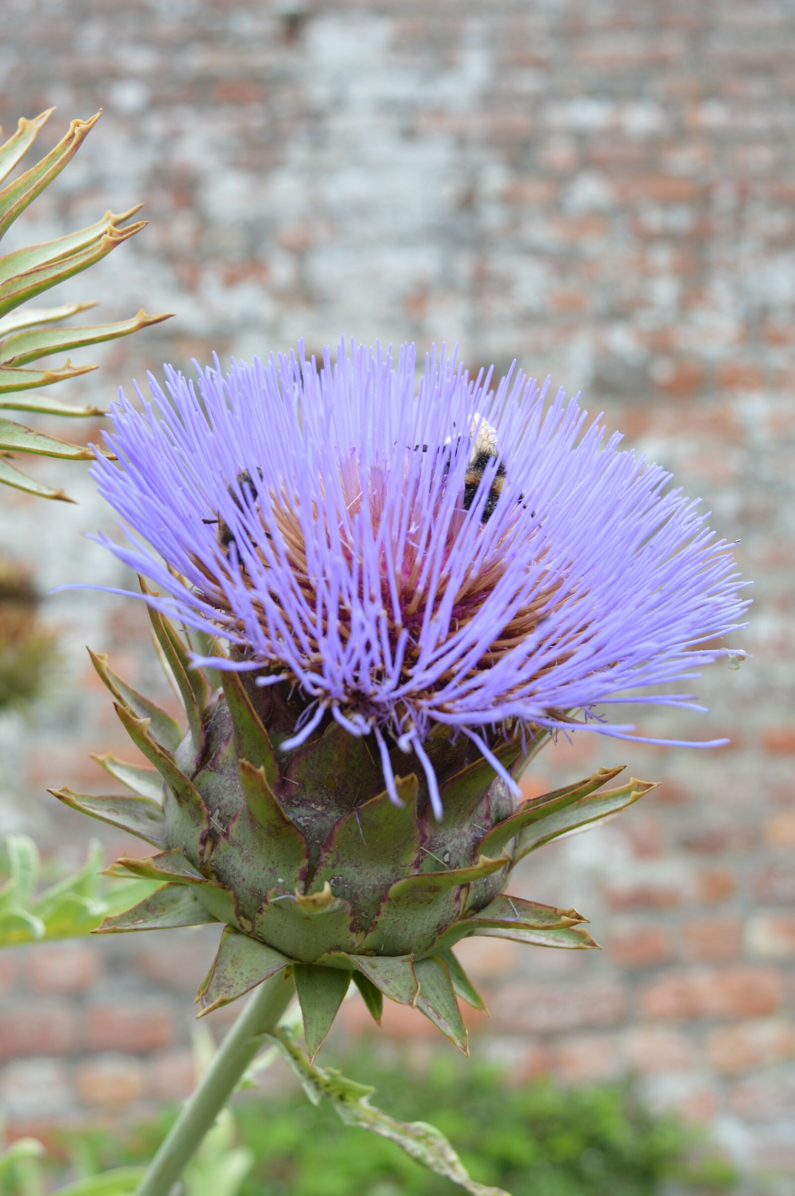 Nikon D3200 sample photo. Artichoke, flower, purple photography