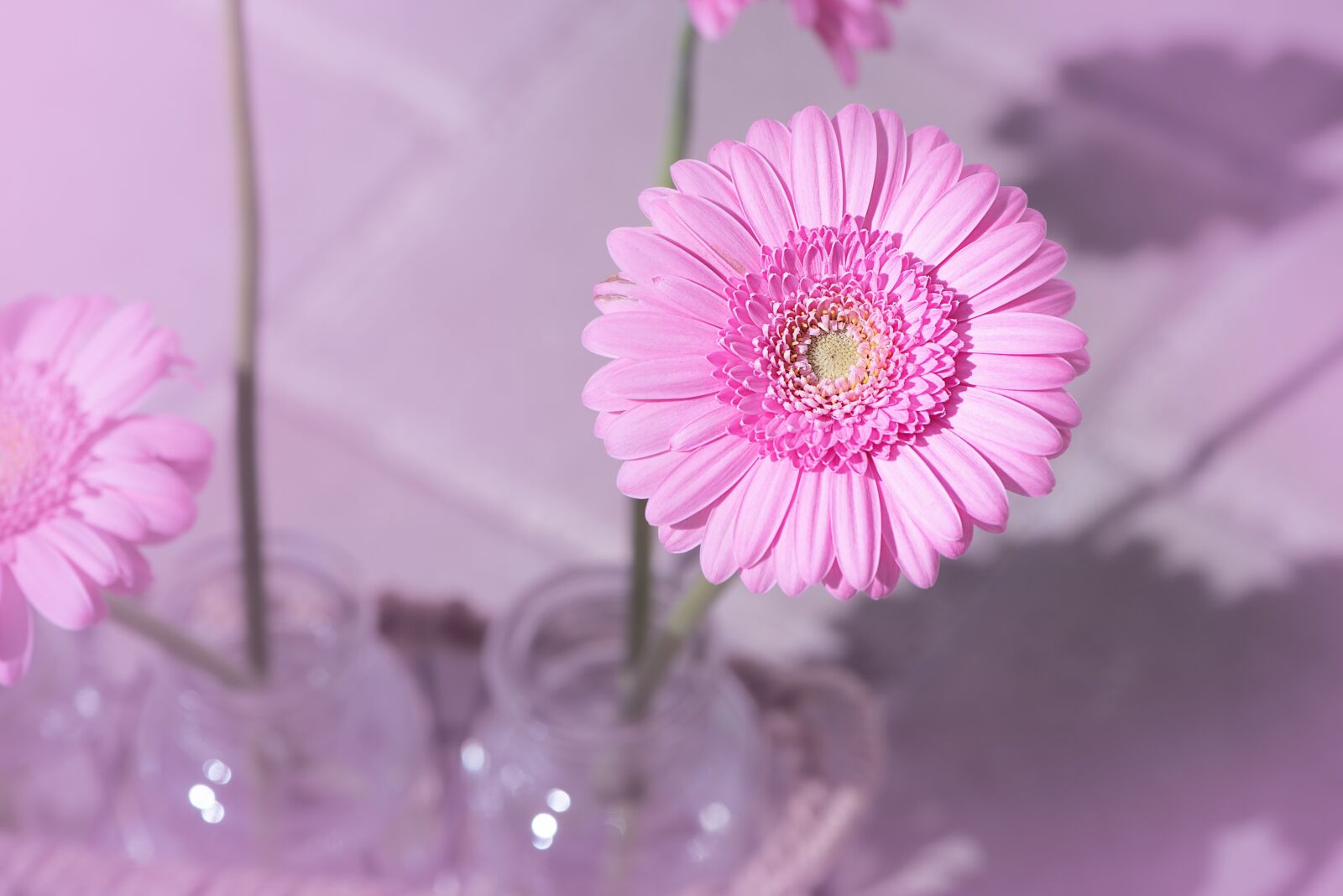 Nikon D750 sample photo. Marguerite, pink, pink daisy photography