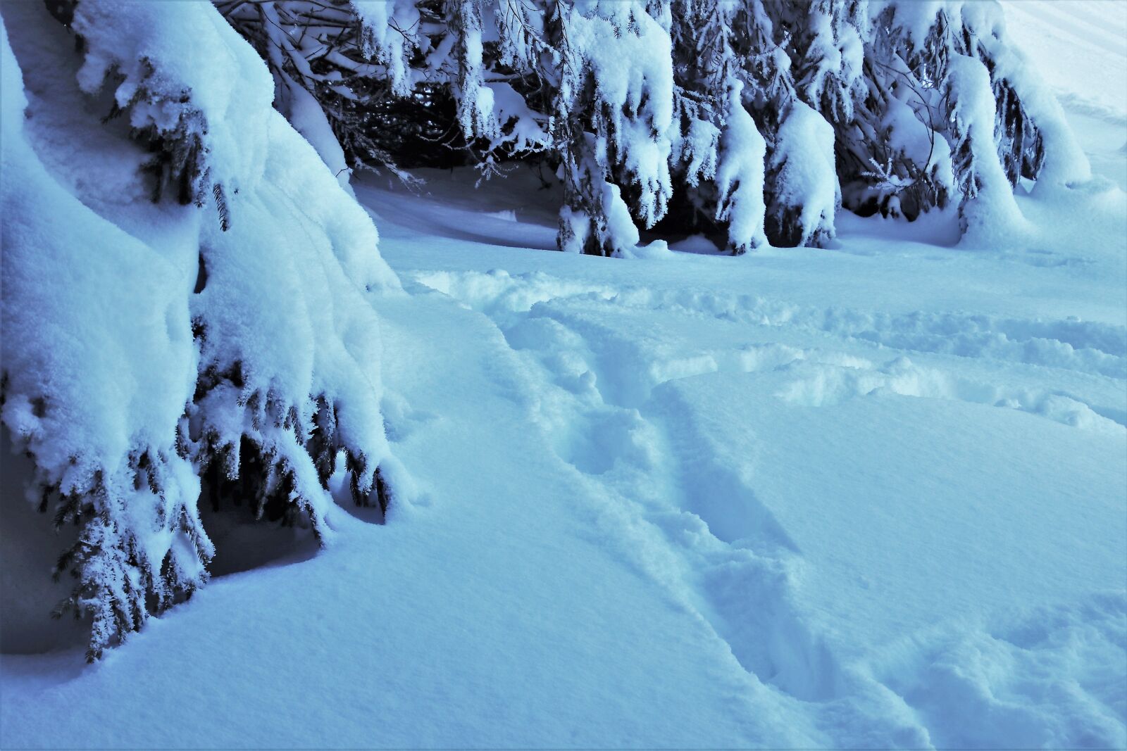 Canon EOS 80D sample photo. Winter, forest, ate photography