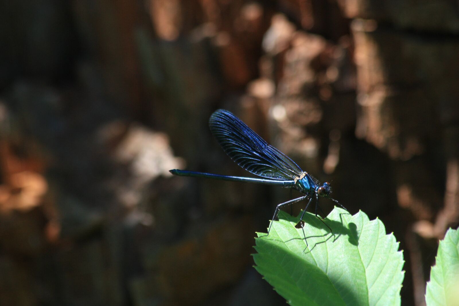 Canon EOS 450D (EOS Rebel XSi / EOS Kiss X2) sample photo. Ważka, dragonflies, insect photography