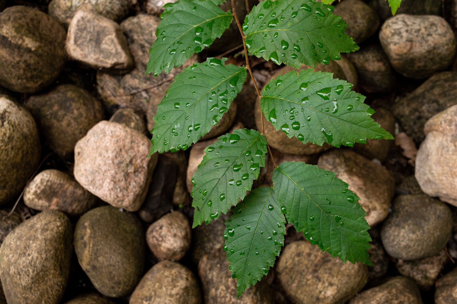 Nikon D3200 sample photo. Background, rocks, leaves photography