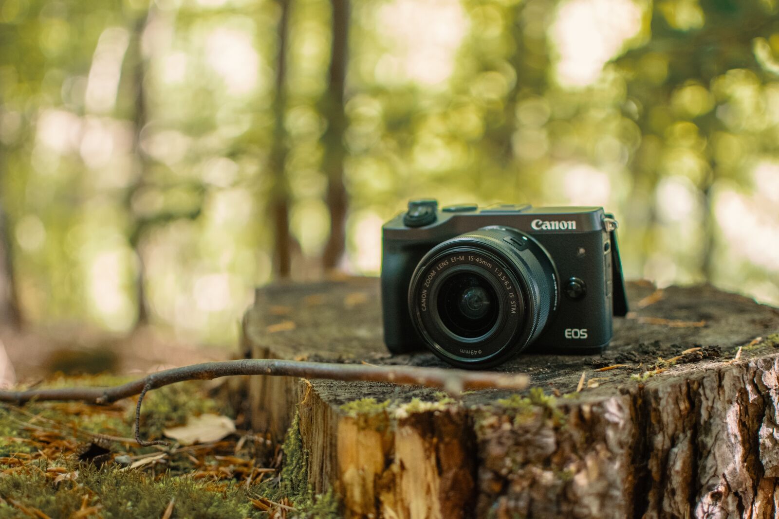 Nikon D5300 sample photo. Forest, camera, canon photography