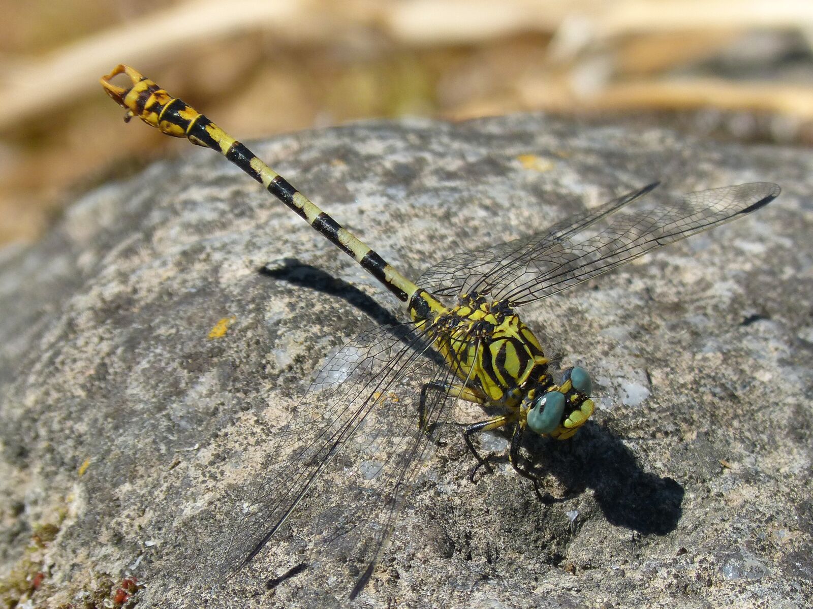 Panasonic DMC-FZ62 sample photo. Cordulegaster sp, dragonfly, dragonfly photography