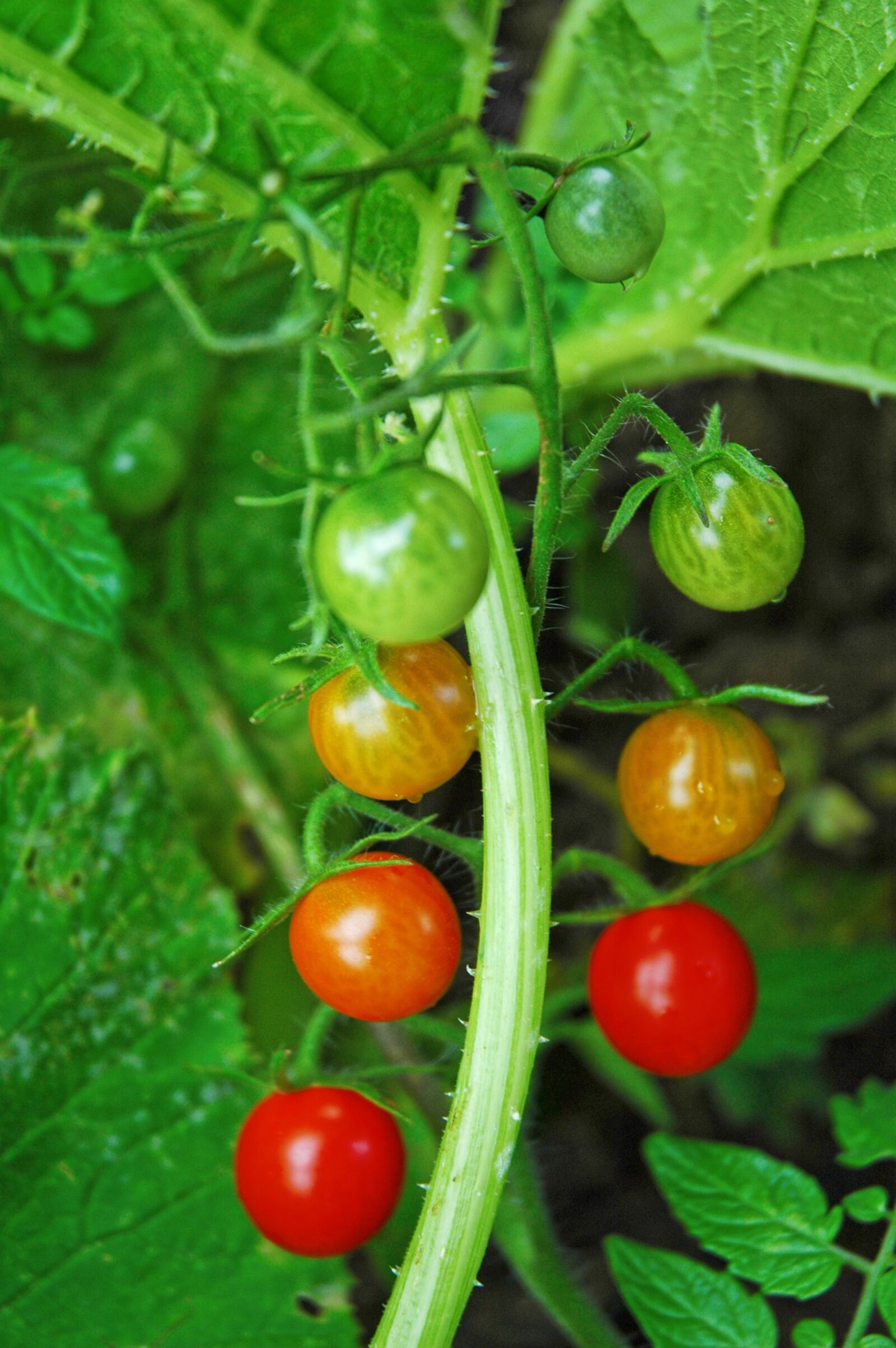 Nikon D70 sample photo. Tomato, ripening, tomatoes photography