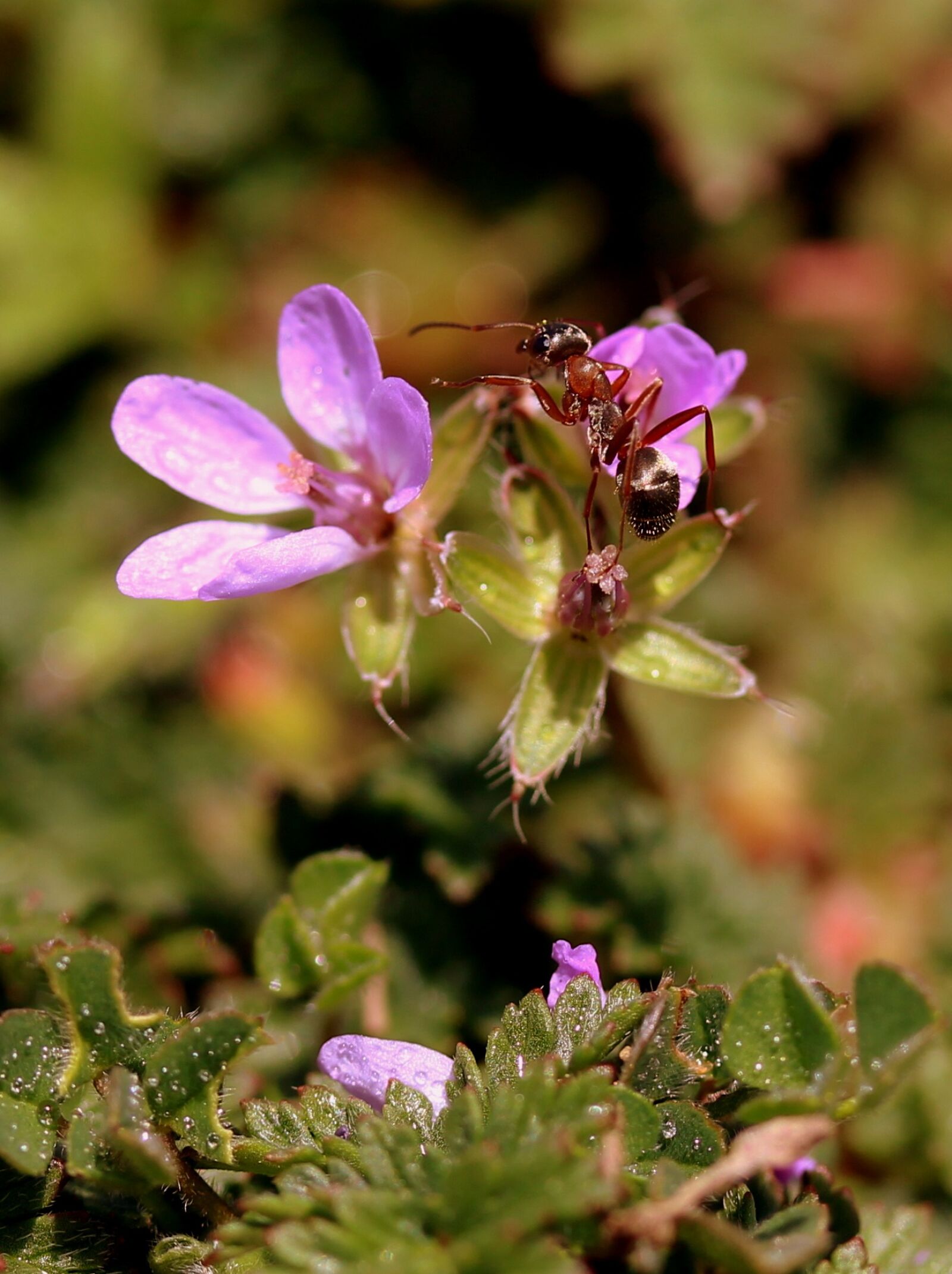 Canon EOS 700D (EOS Rebel T5i / EOS Kiss X7i) sample photo. Flower, ant, mov photography