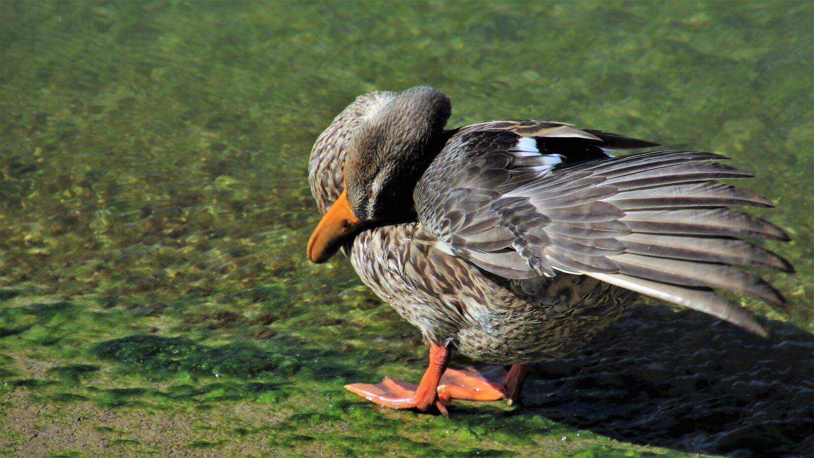 Canon EOS 80D sample photo. Duck, wing, plumage photography