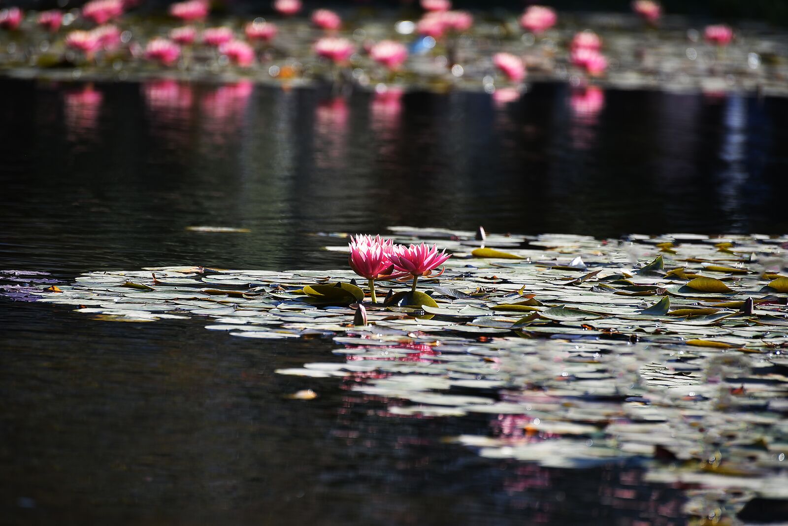 Nikon D750 sample photo. Flower, nature, pool photography