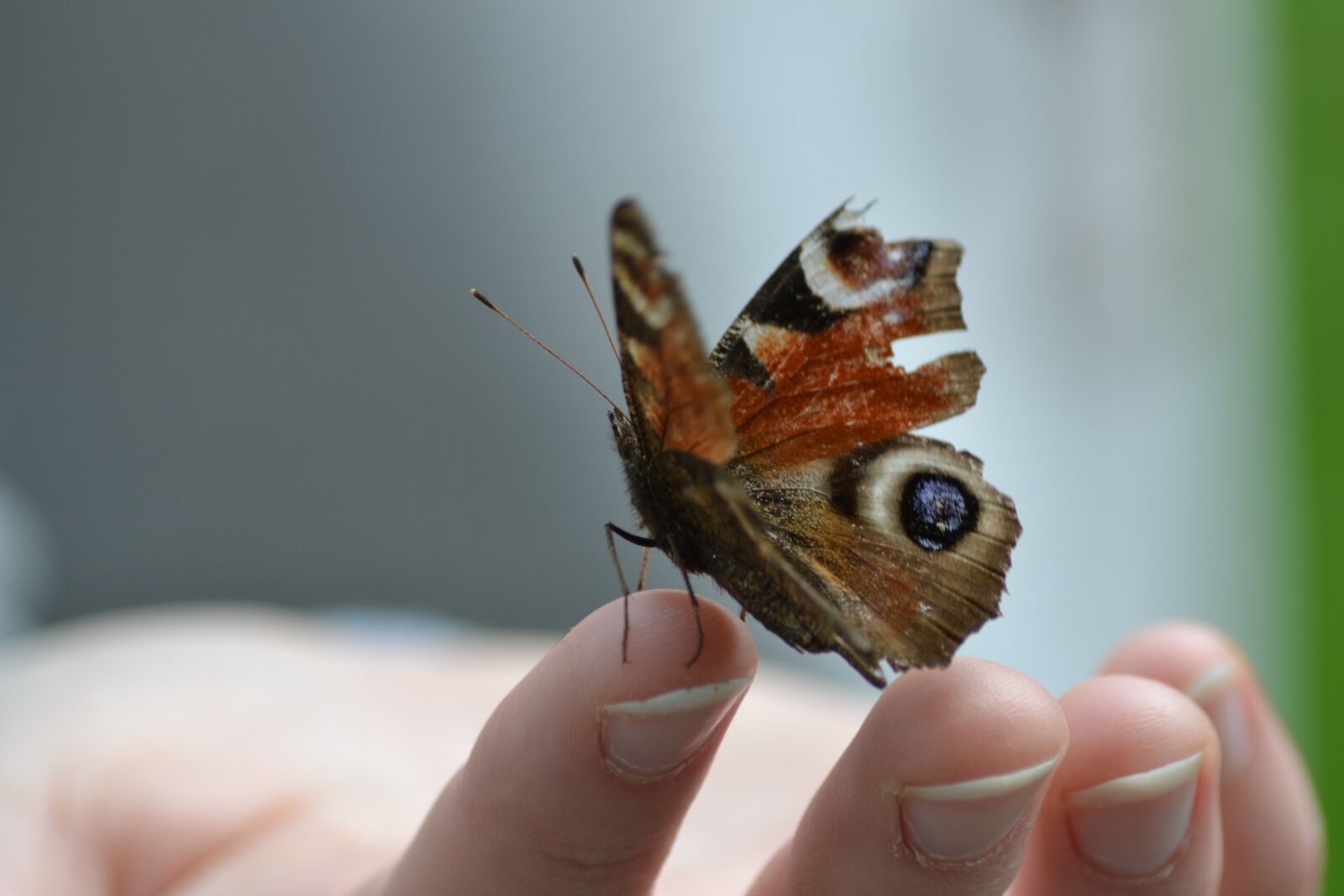 Nikon D3100 sample photo. Butterfly, wing, insect photography